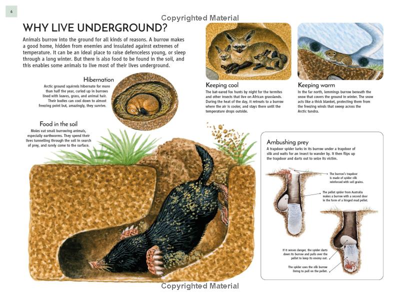 life underground - tunnel into a world of wildlife - Ảnh 9