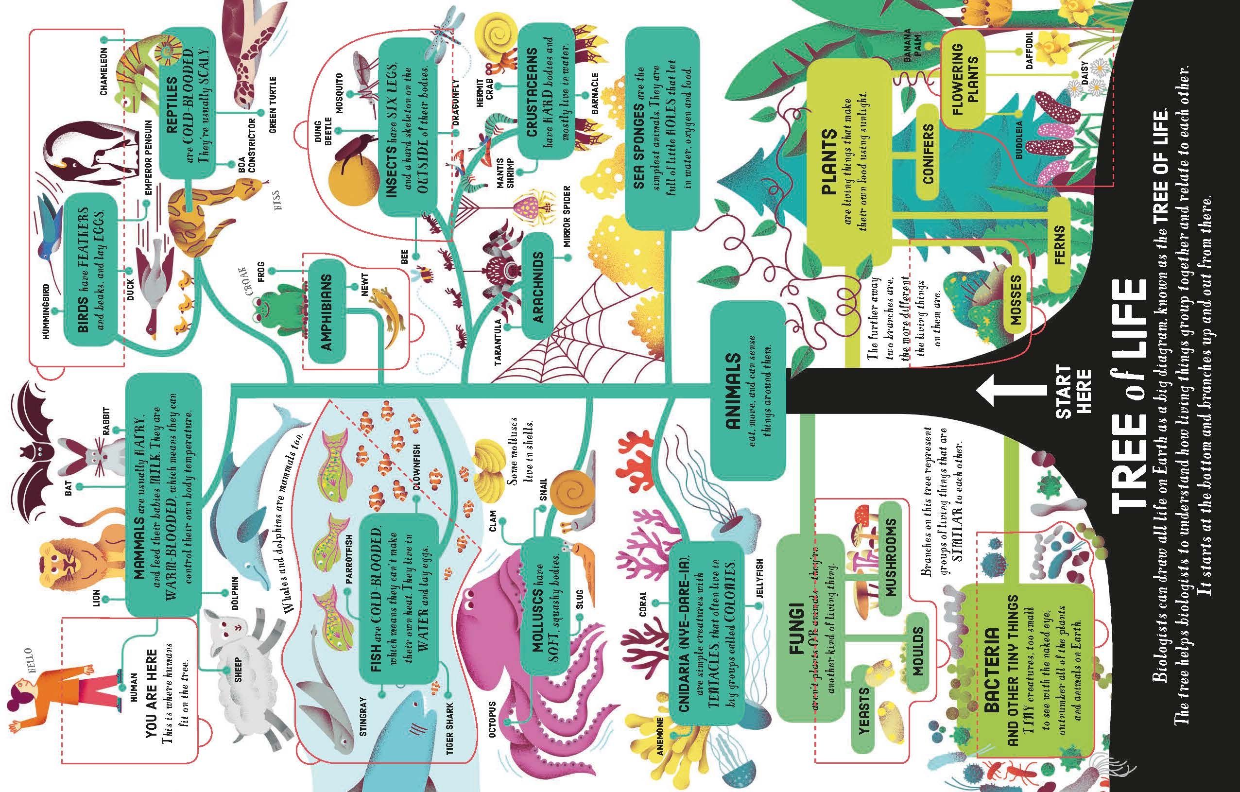 lift-the-flap biology - Ảnh 3