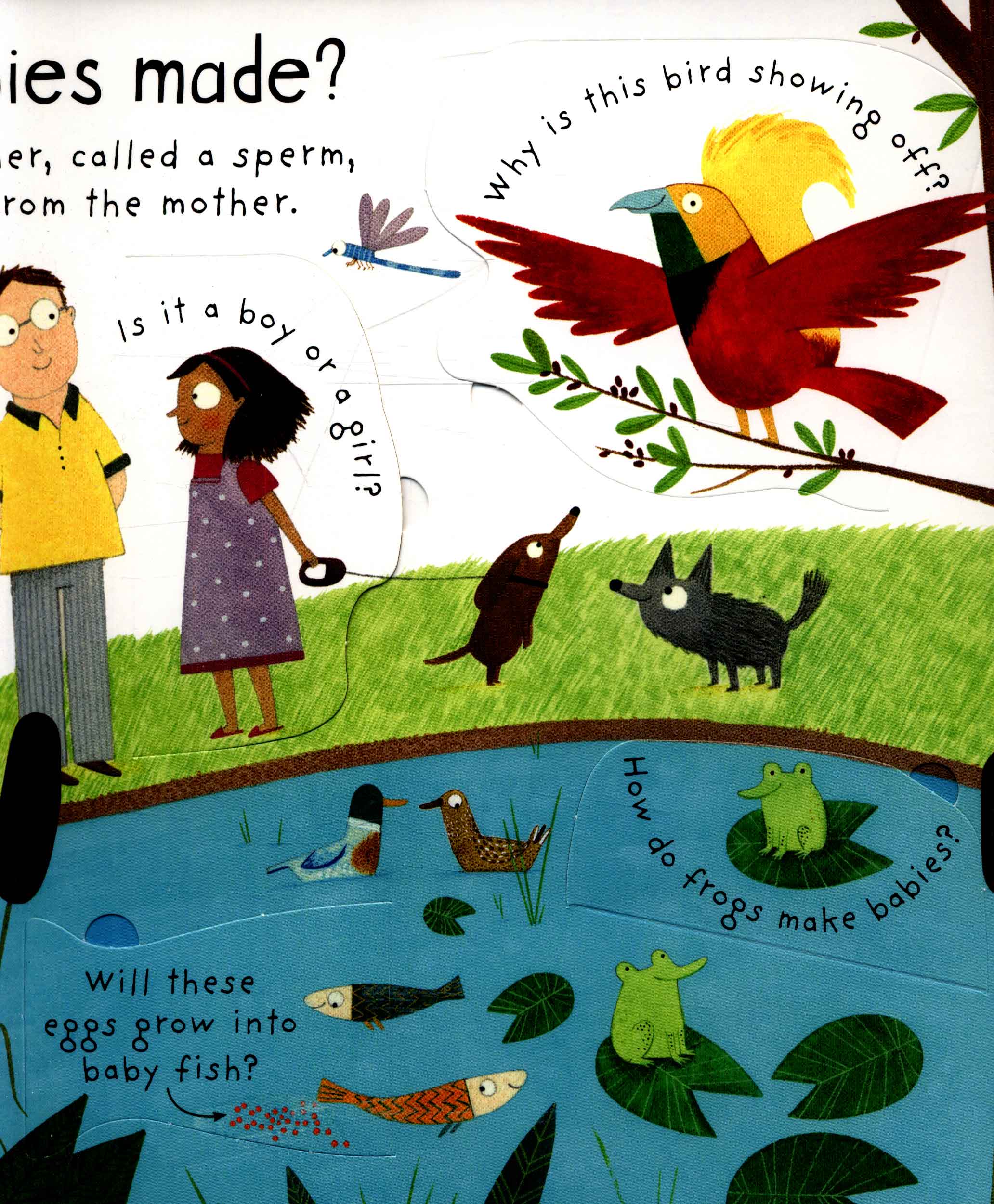 lift-the-flap first questions and answers where do babies come from? - Ảnh 6