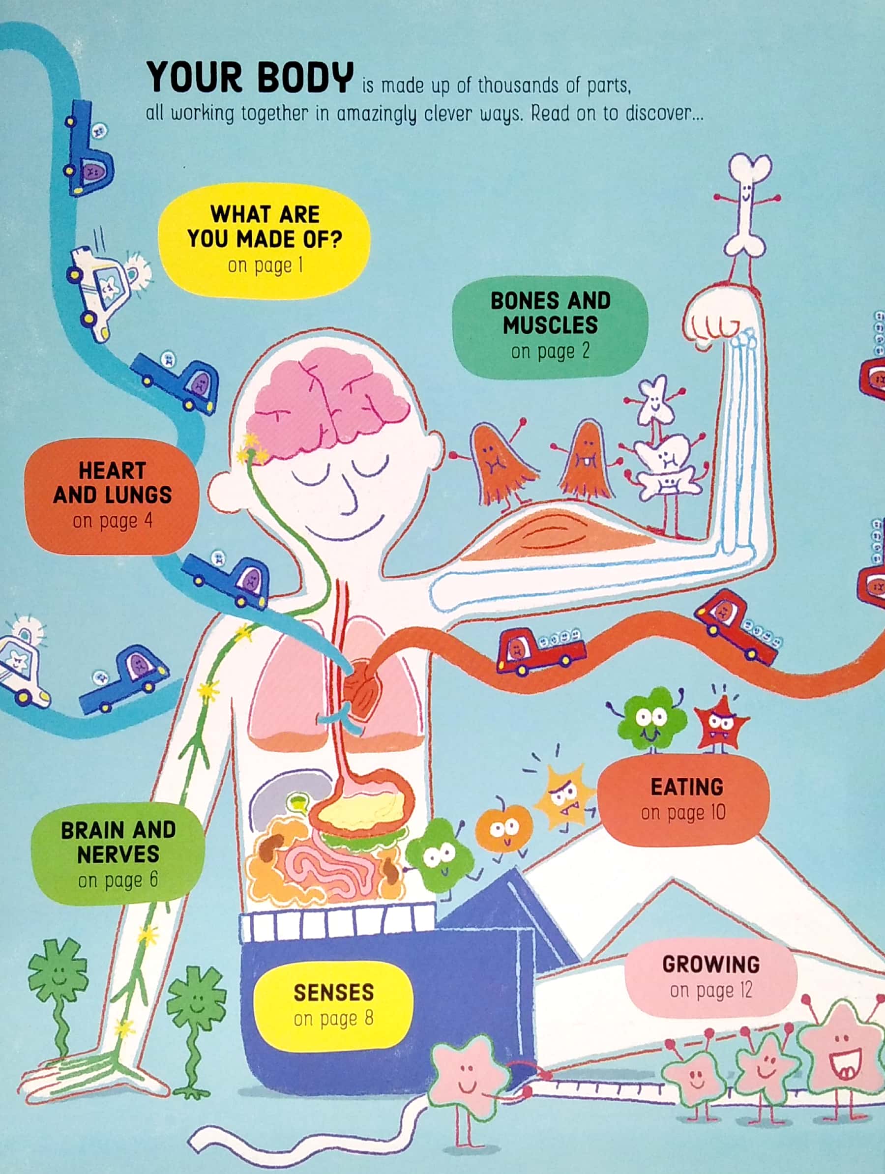 lift-the-flap how your body works - Ảnh 3