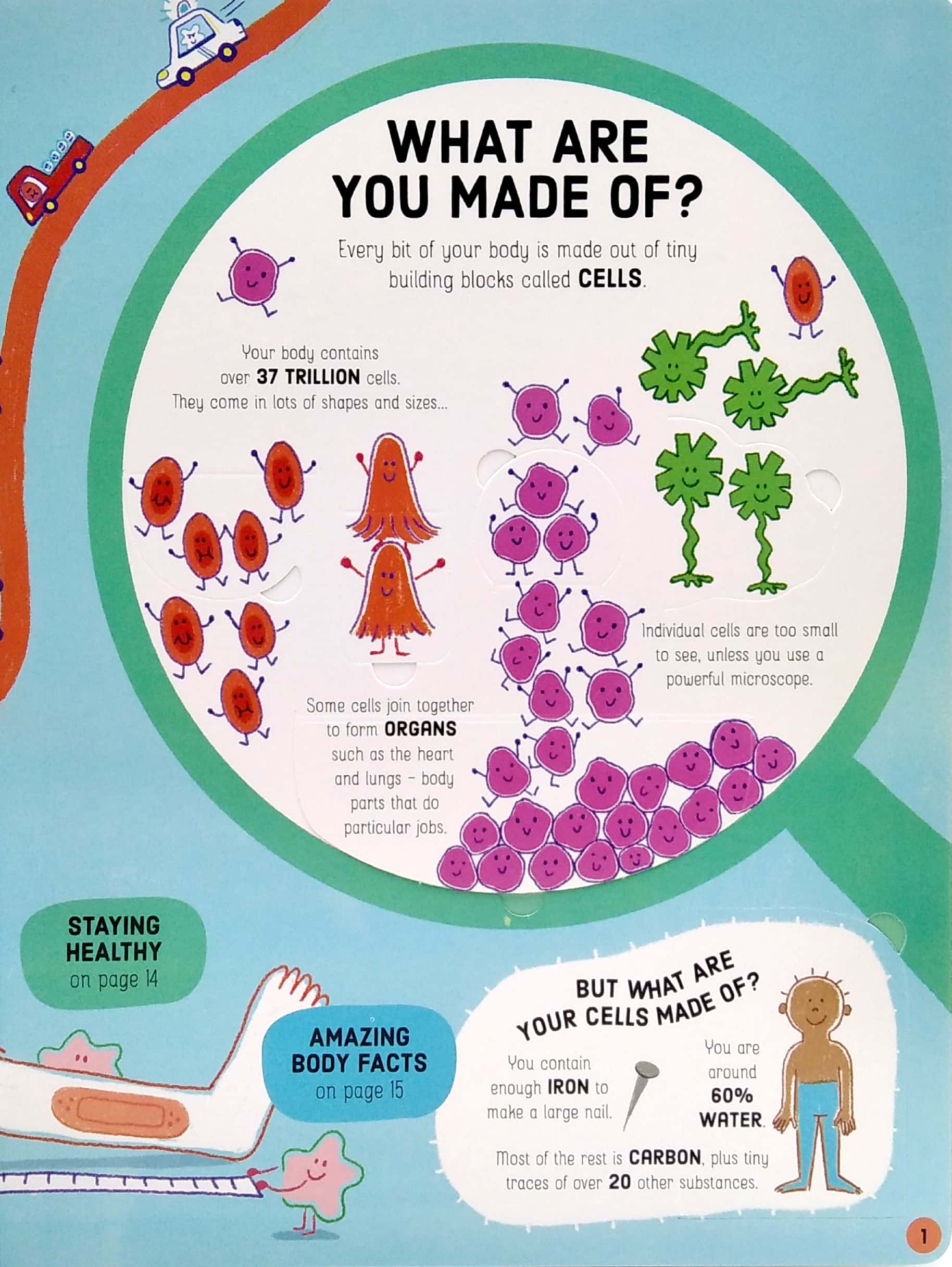 lift-the-flap how your body works - Ảnh 4