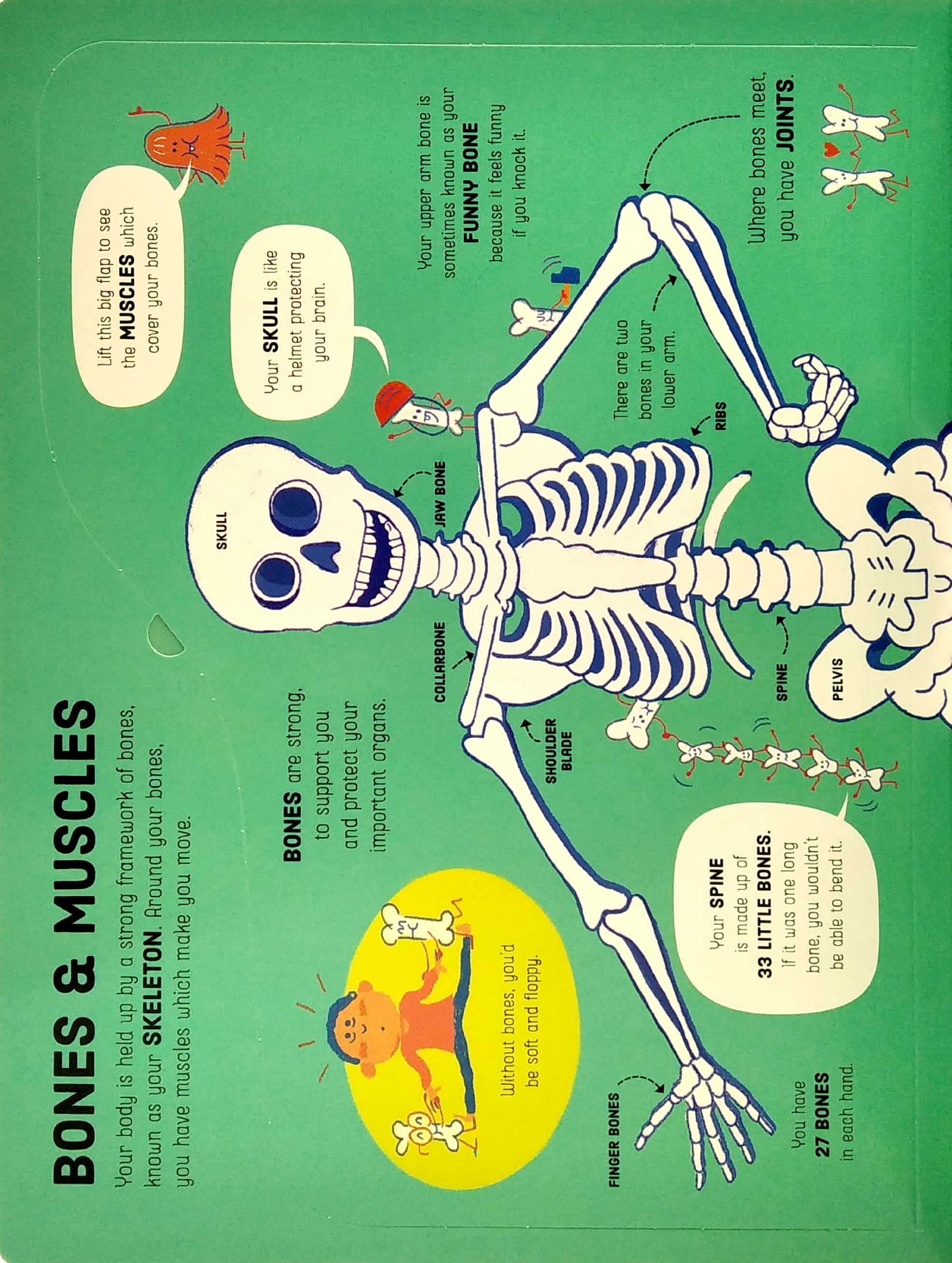 lift-the-flap how your body works - Ảnh 5