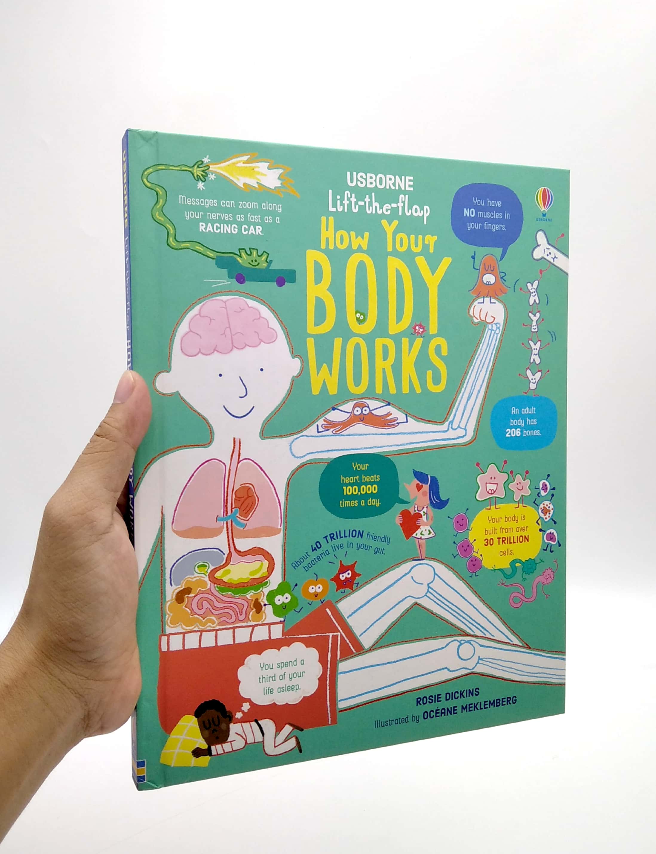 lift-the-flap how your body works - Ảnh 7