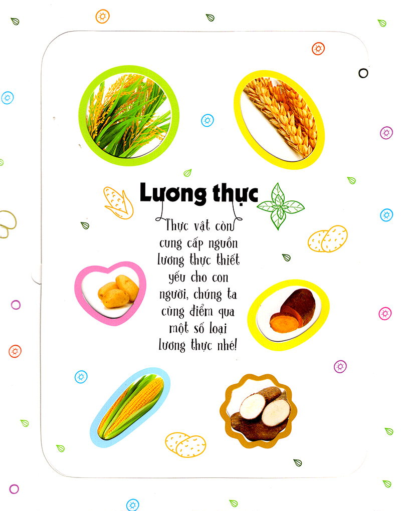 lift-the-flap-lật mở khám phá - first 100 plants - 100 từ đầu tiên về thế giới thực vật (tái bản 2018) - Ảnh 7