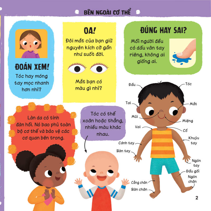 lift-the-flap - lật mở khám phá - những kiến thức đầu đời - cơ thể tuyệt diệu - Ảnh 6