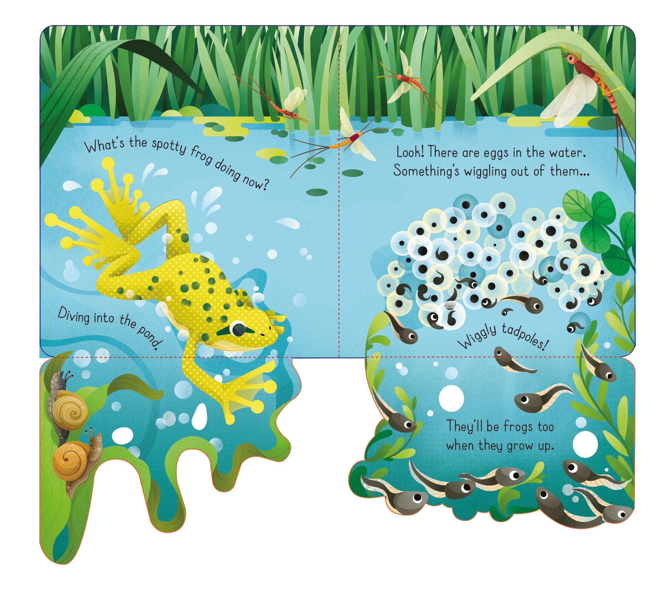lift the flap spotty frog - Ảnh 5