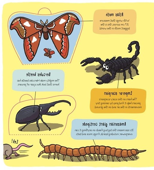 little explorers - bugs - Ảnh 4