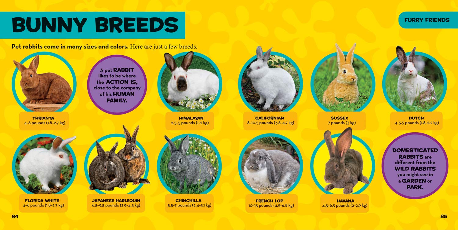 little kids first big book of pets (national geographic little kids first big books) - Ảnh 4