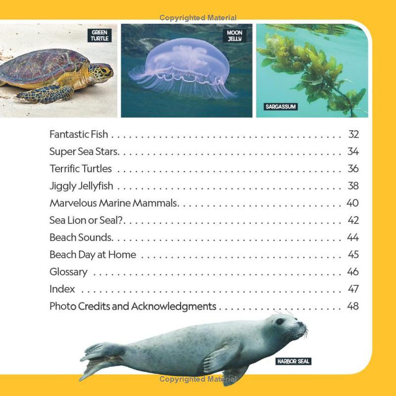 little kids first nature guide - explore the beach - Ảnh 4