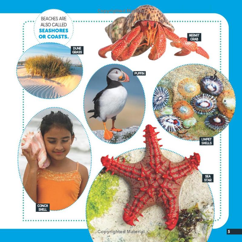 little kids first nature guide - explore the beach - Ảnh 6