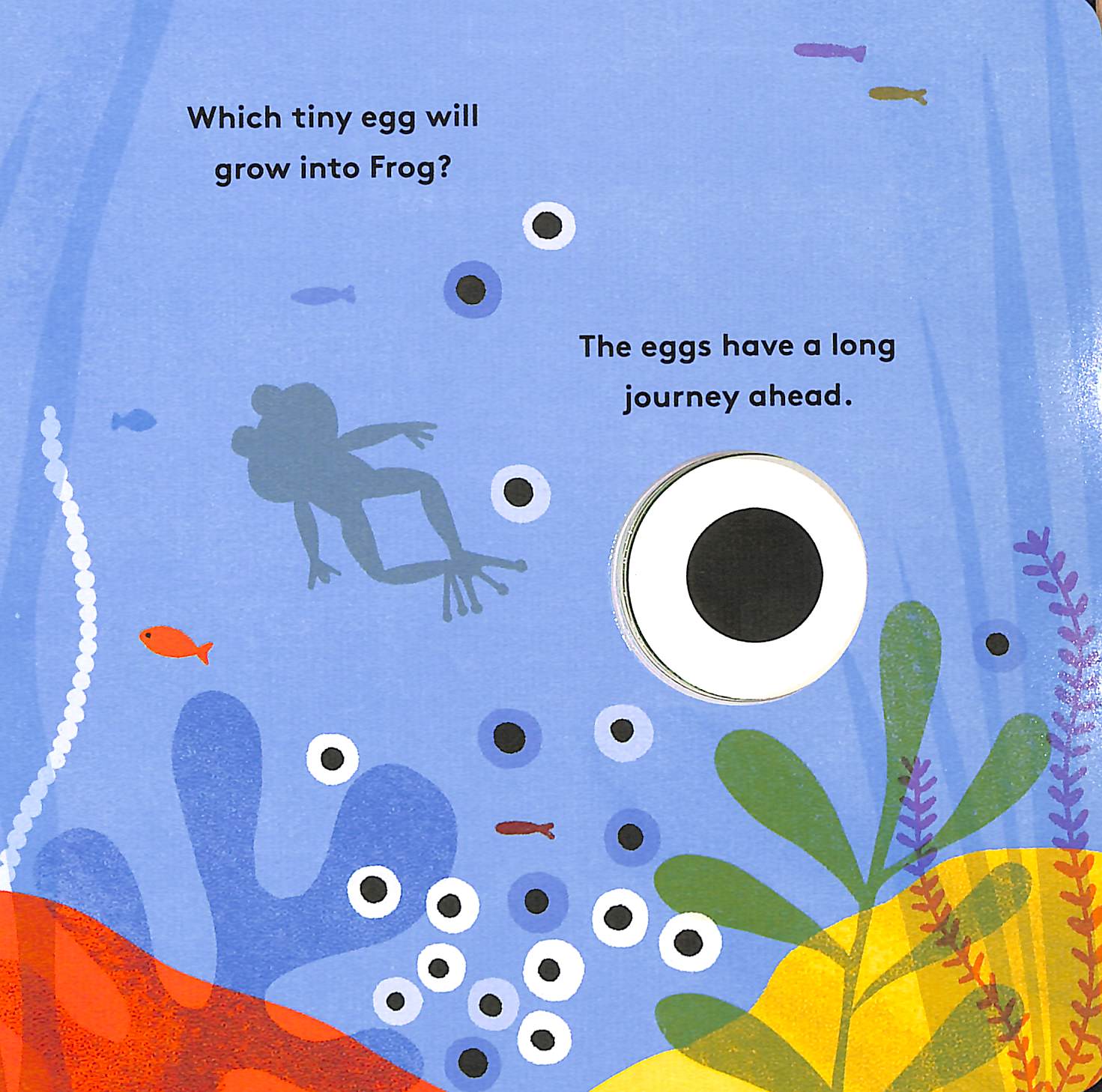 little life cycles - frog - Ảnh 3