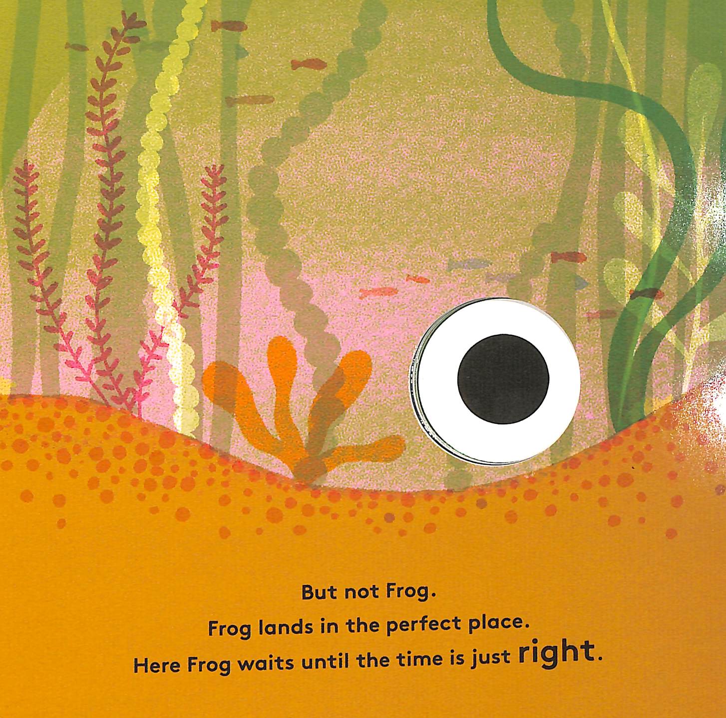 little life cycles - frog - Ảnh 6