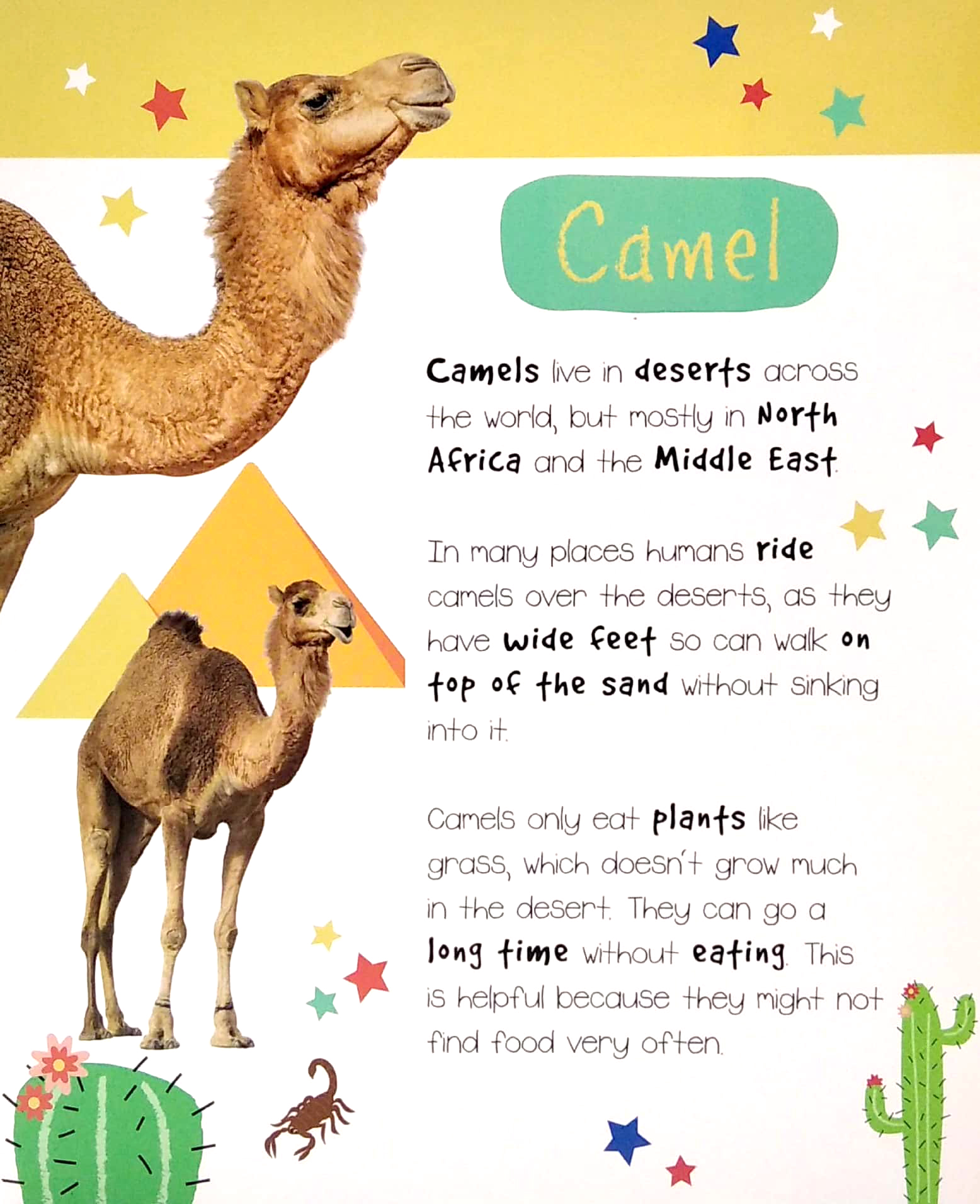 little wonders: desert animals - 5 puzzles - Ảnh 3