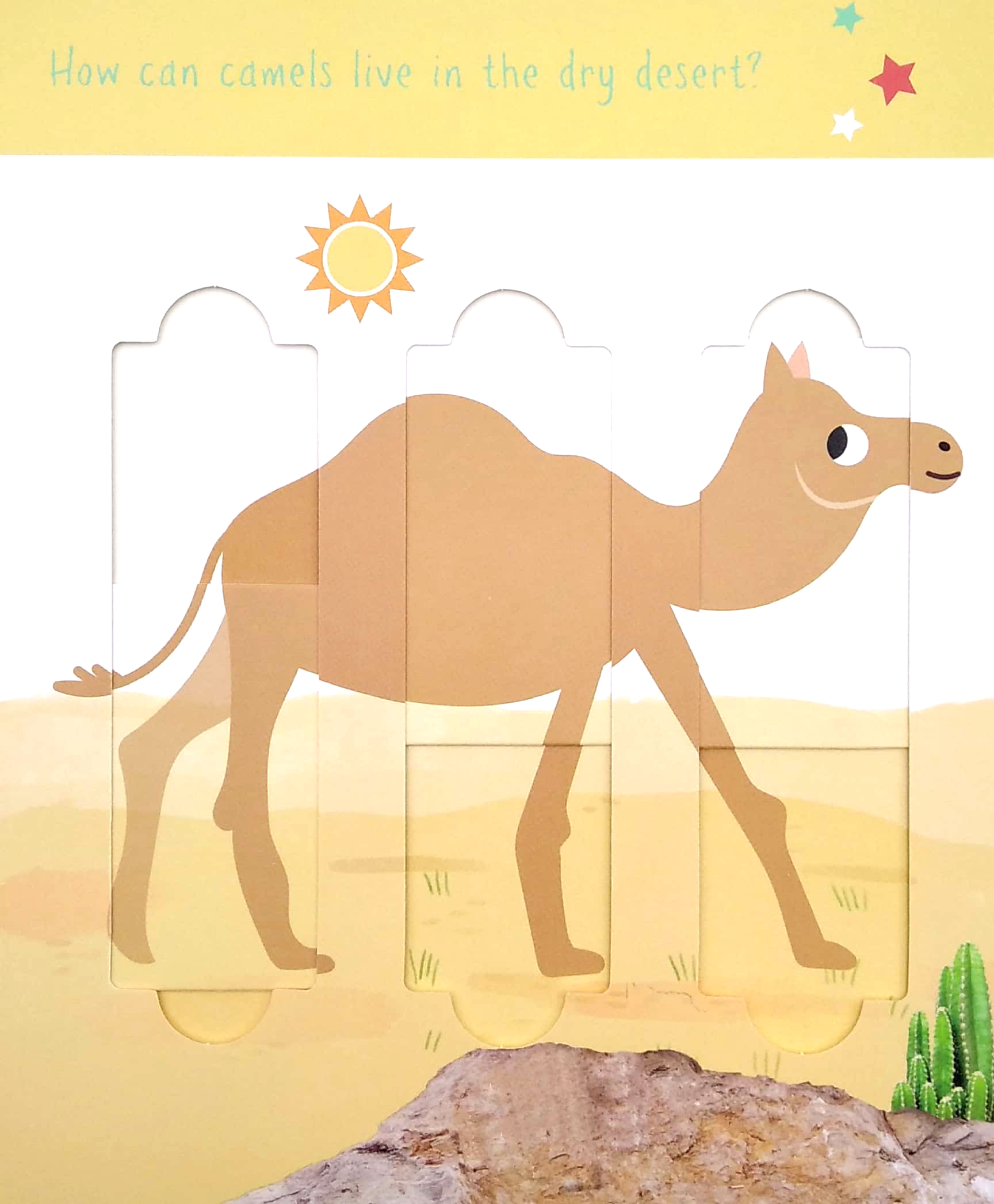 little wonders: desert animals - 5 puzzles - Ảnh 4