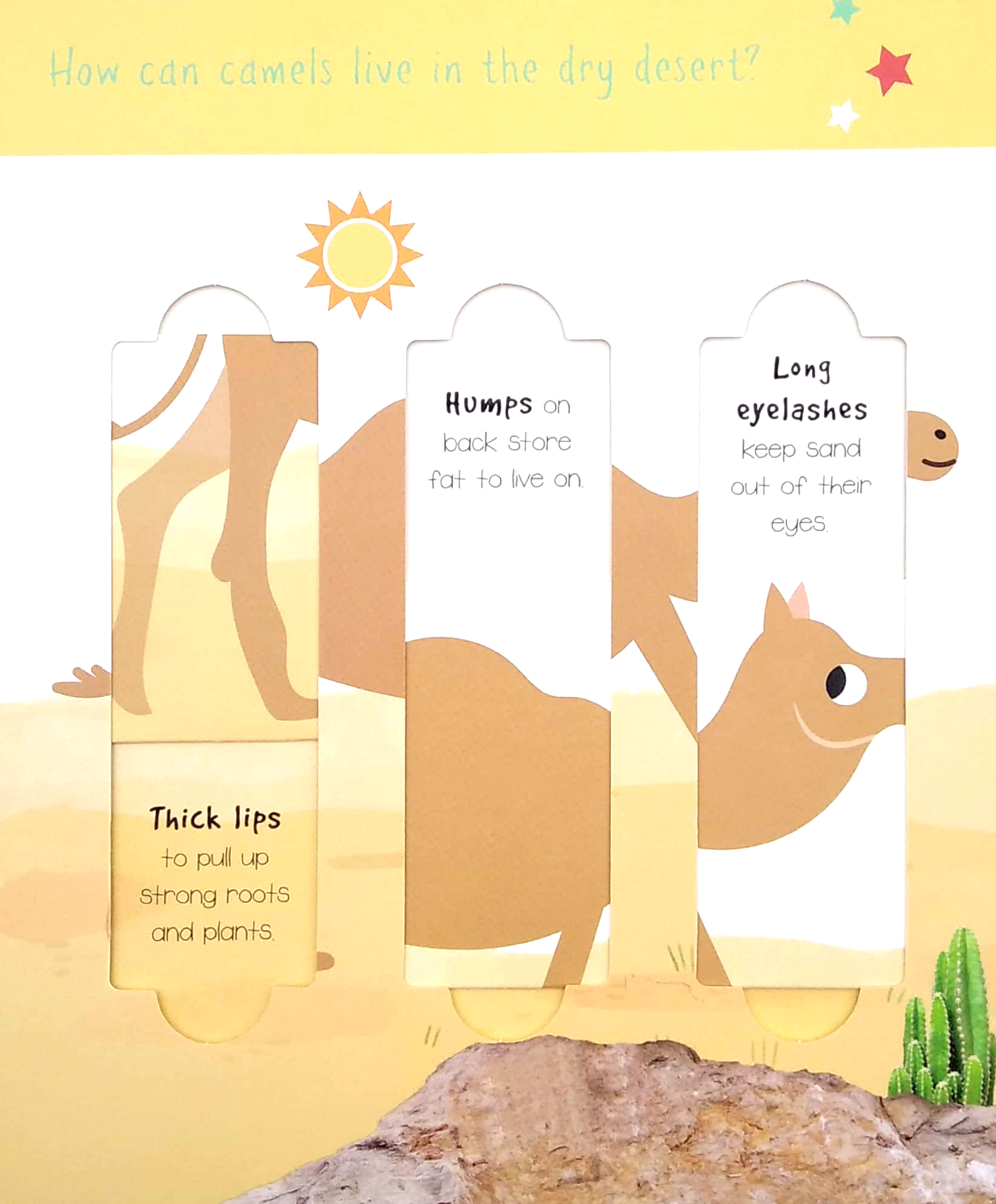 little wonders: desert animals - 5 puzzles - Ảnh 5