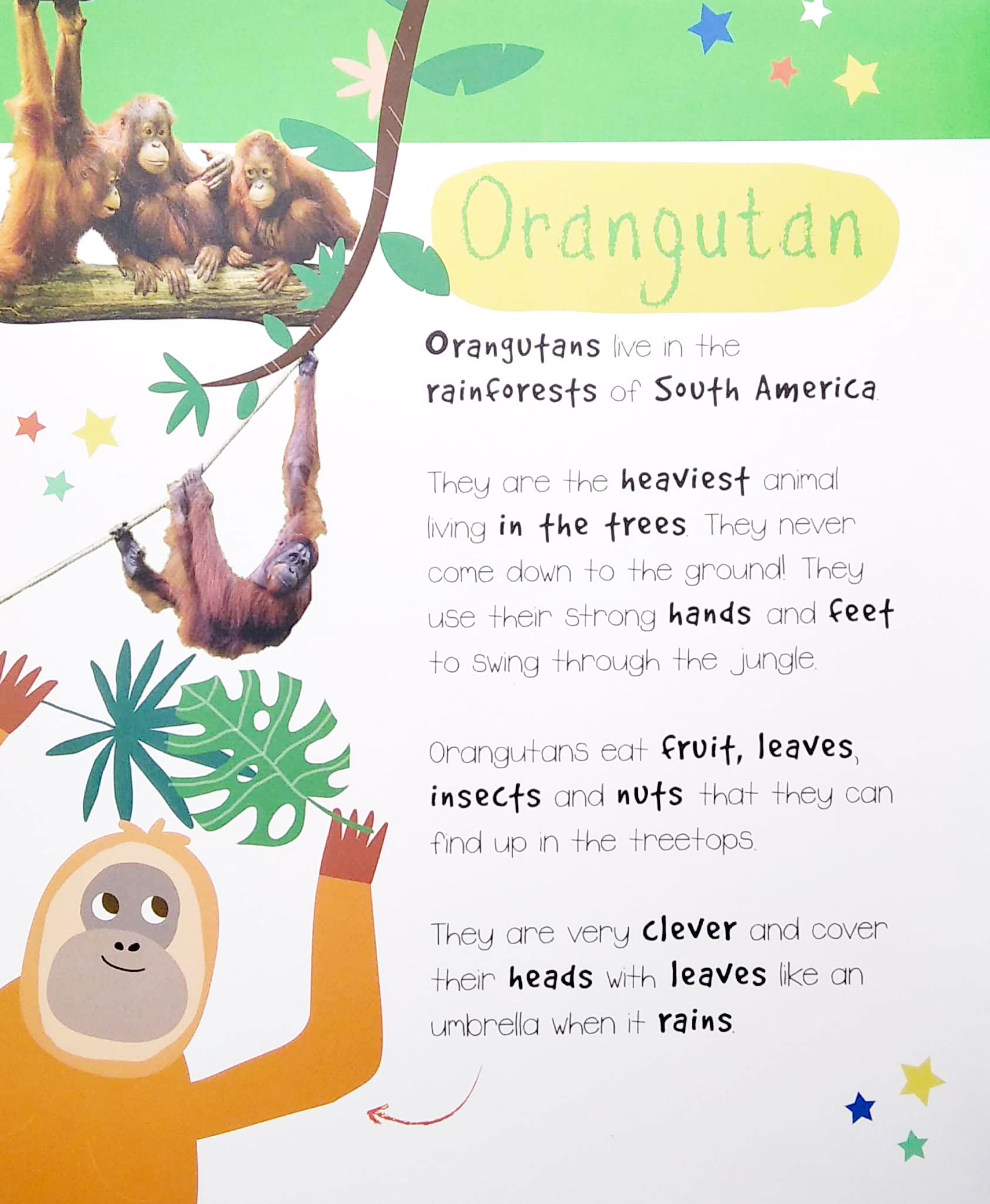 little wonders: jungle animals - 5 puzzles - Ảnh 3