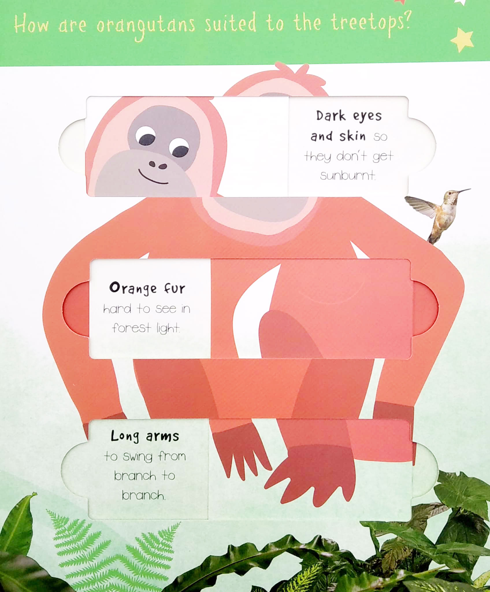 little wonders: jungle animals - 5 puzzles - Ảnh 5