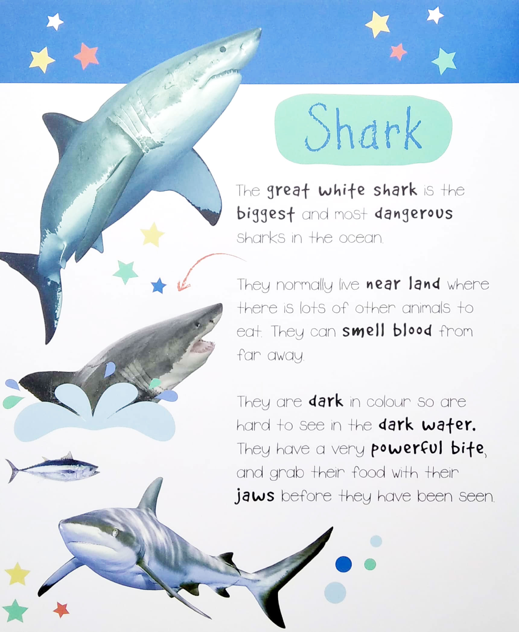 little wonders: ocean animals - 5 puzzles - Ảnh 3