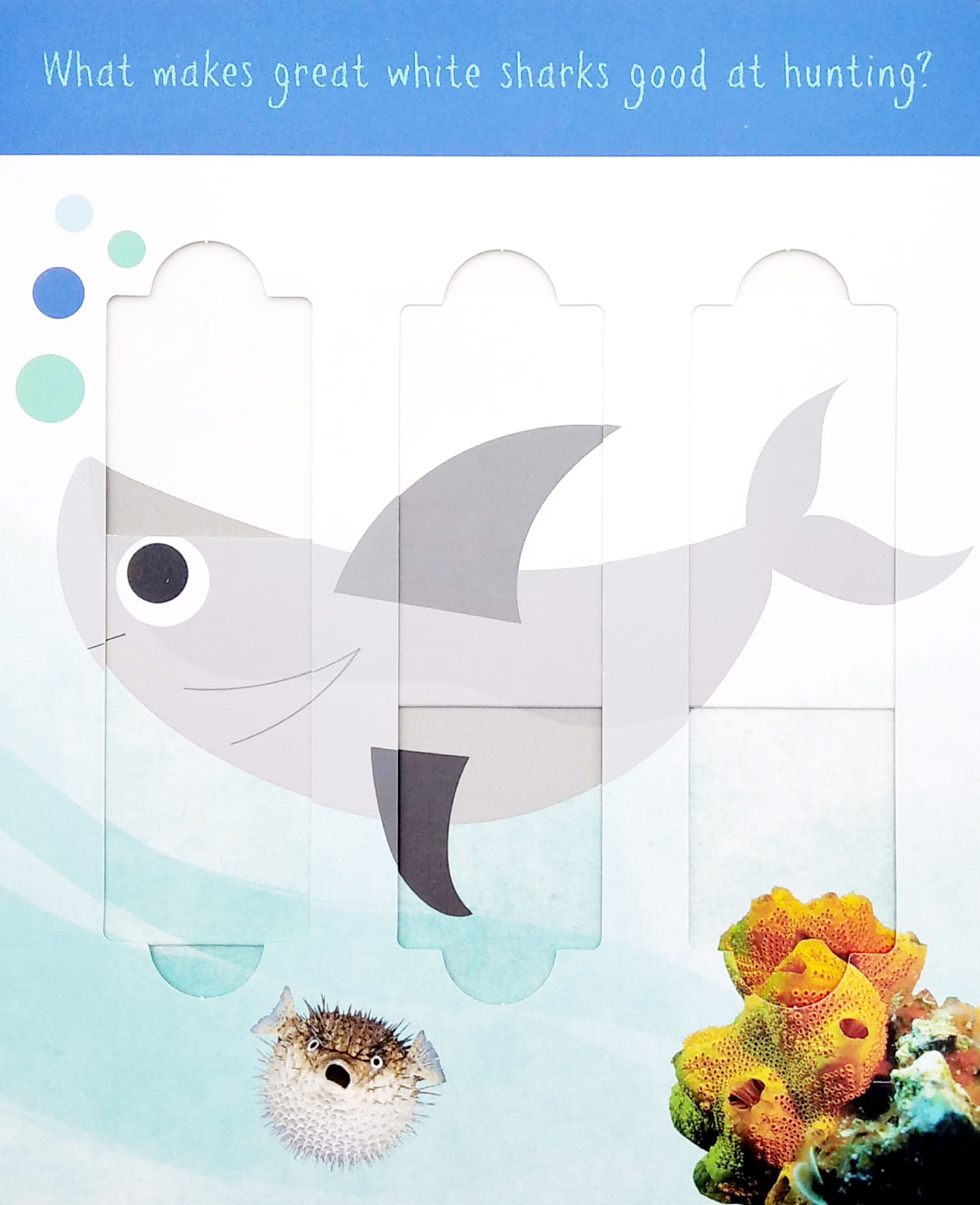little wonders: ocean animals - 5 puzzles - Ảnh 4
