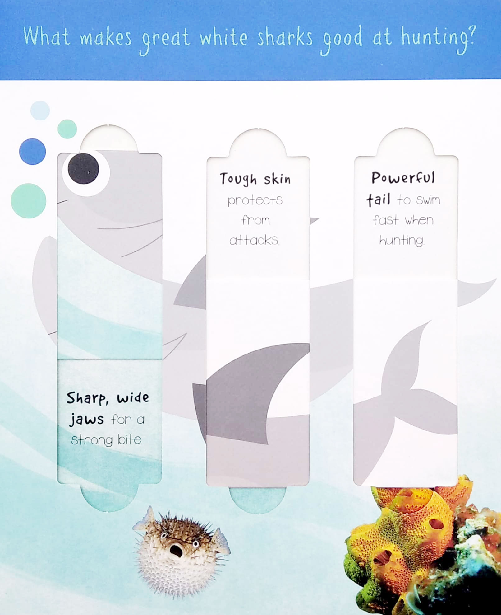 little wonders: ocean animals - 5 puzzles - Ảnh 5