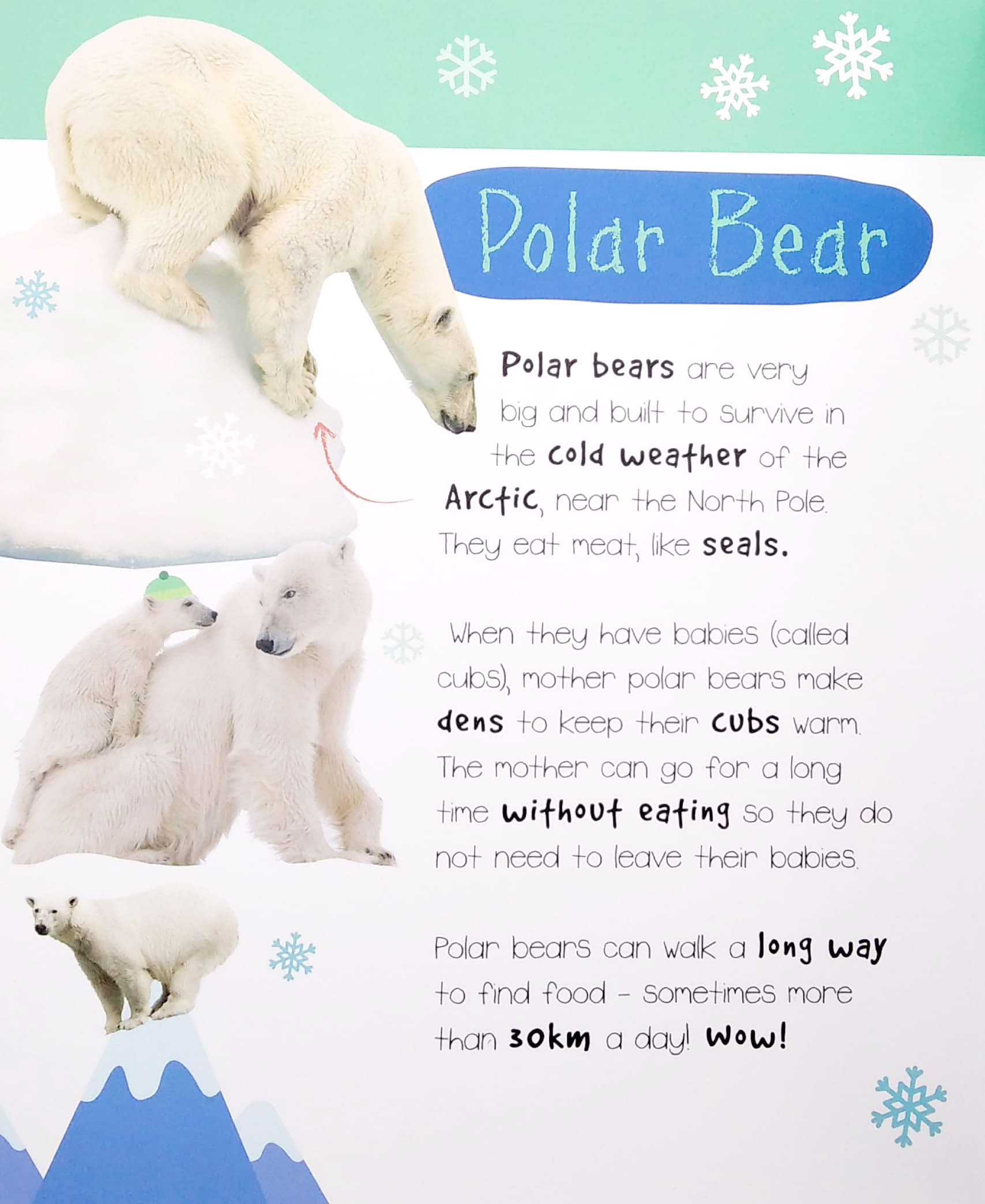 little wonders: polar animals - 5 puzzles - Ảnh 3
