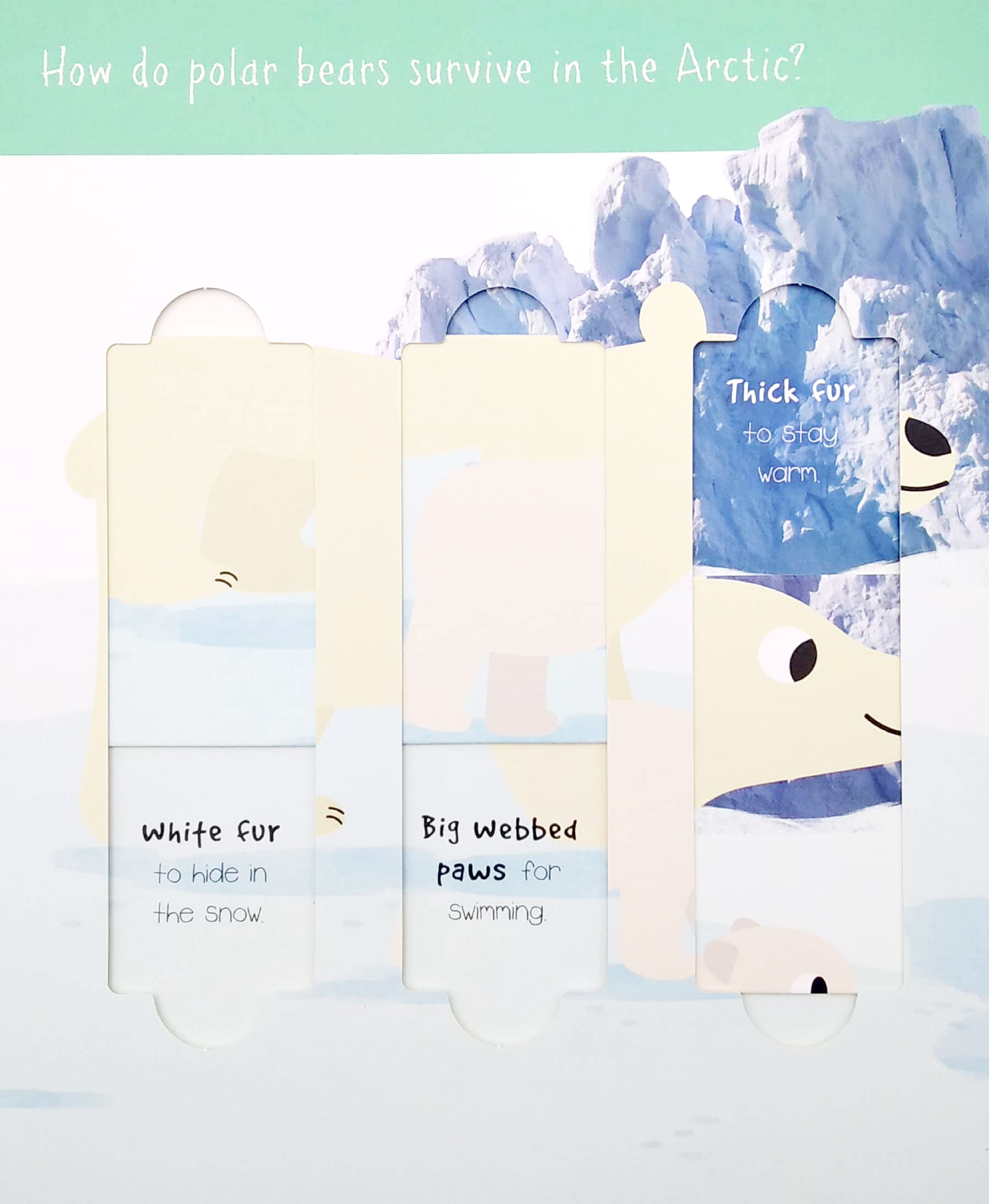 little wonders: polar animals - 5 puzzles - Ảnh 5