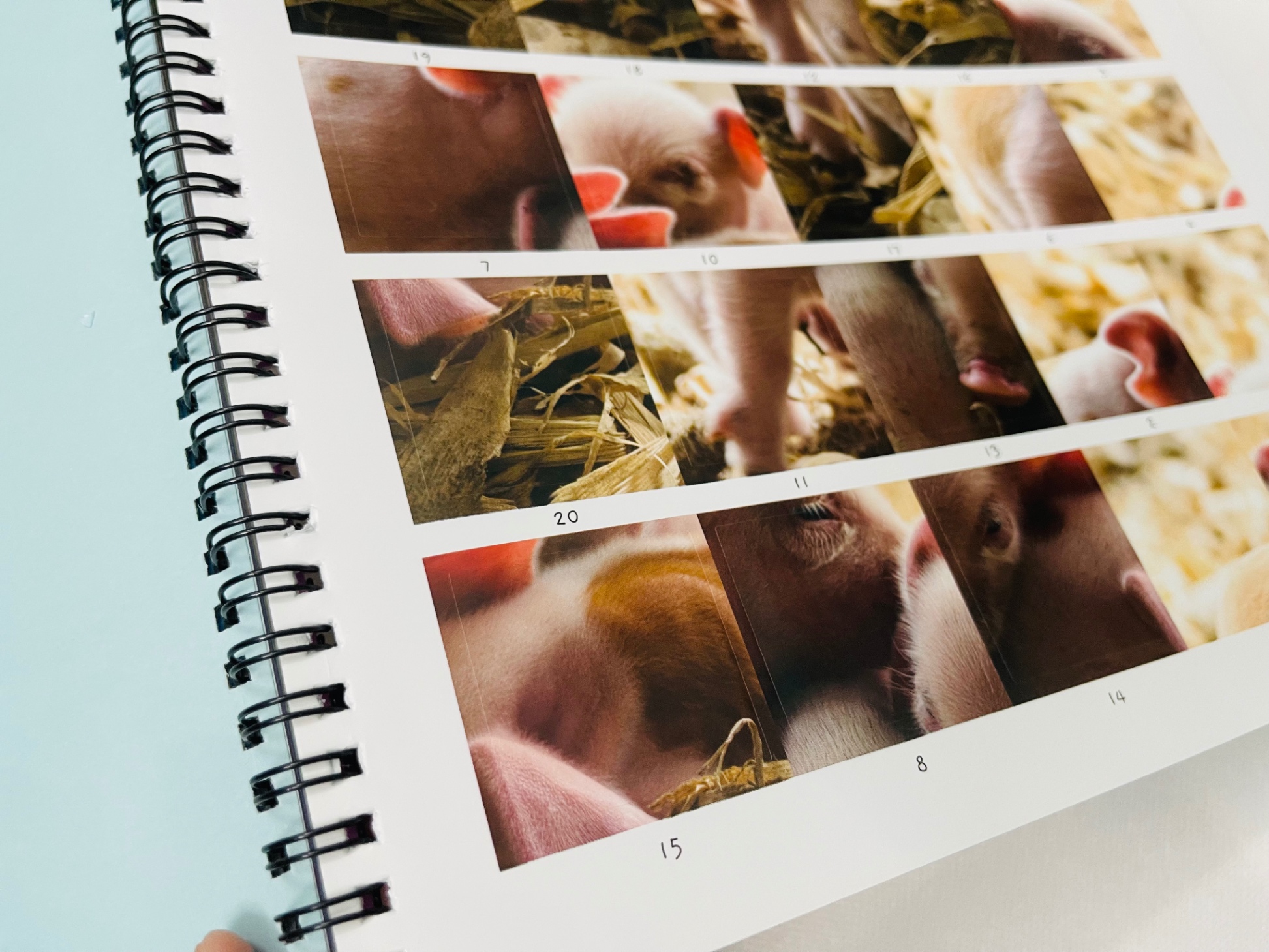 little wonders sticker by number - baby animals - Ảnh 7