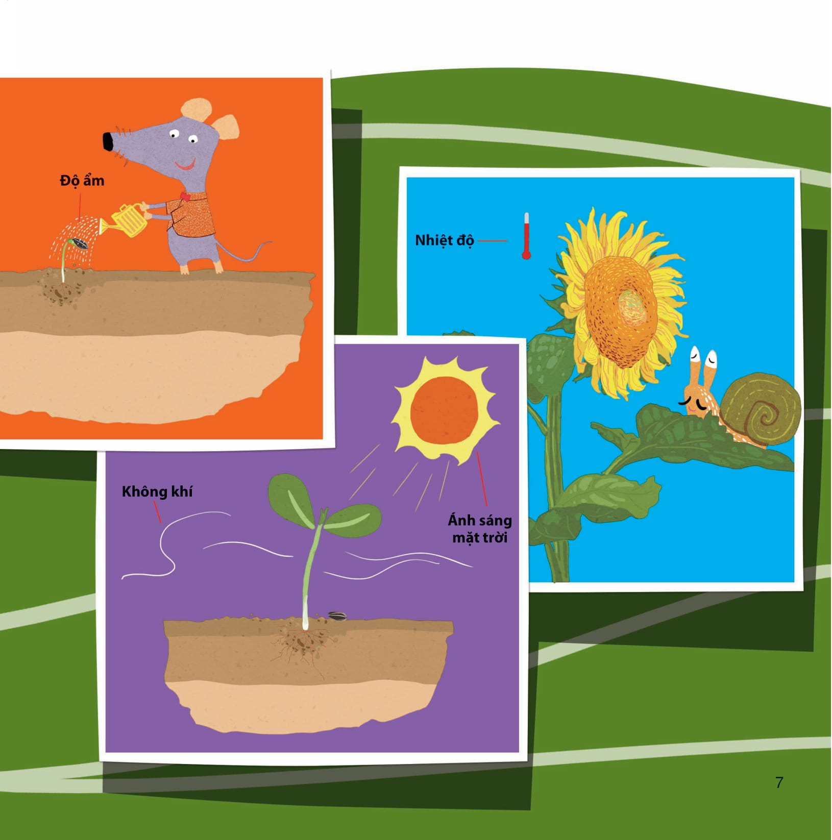 lớp khoa học vỡ lòng - tìm hiểu thực vật - Ảnh 4