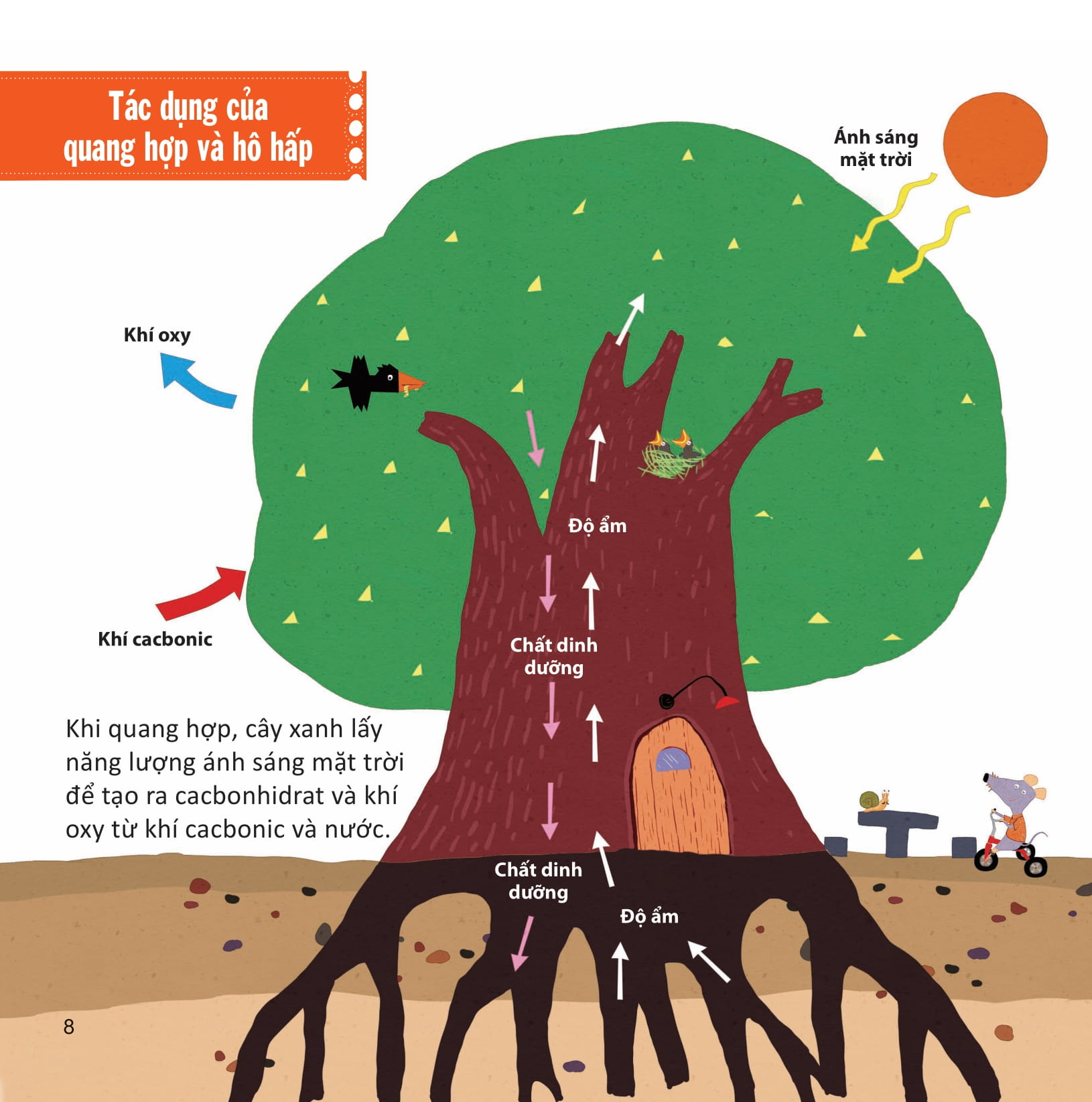 lớp khoa học vỡ lòng - tìm hiểu thực vật - Ảnh 5