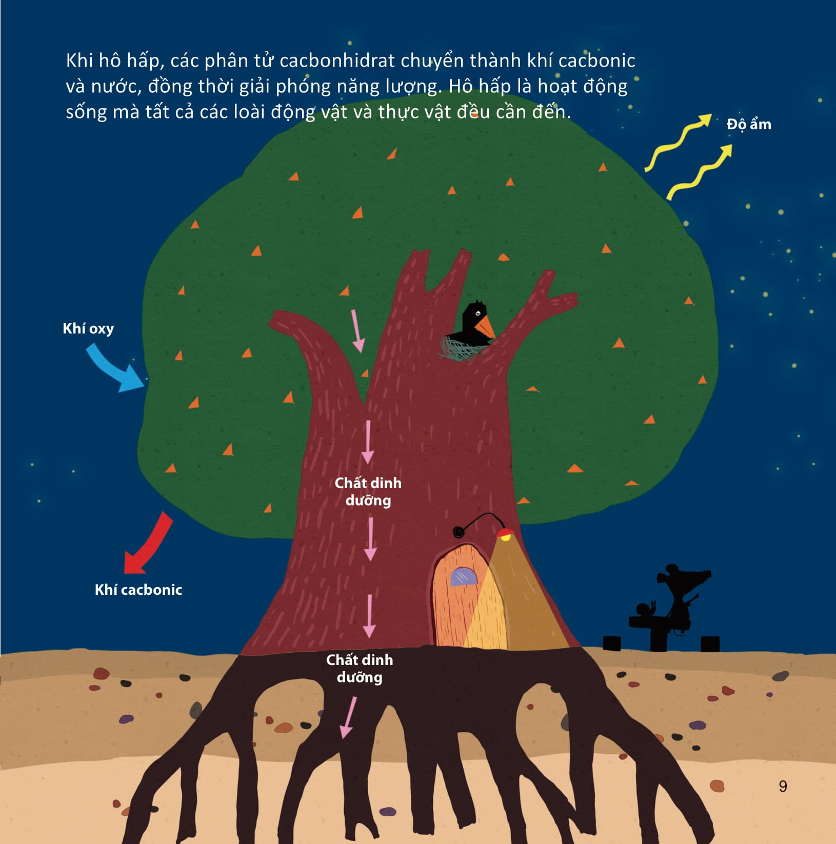 lớp khoa học vỡ lòng - tìm hiểu thực vật - Ảnh 6