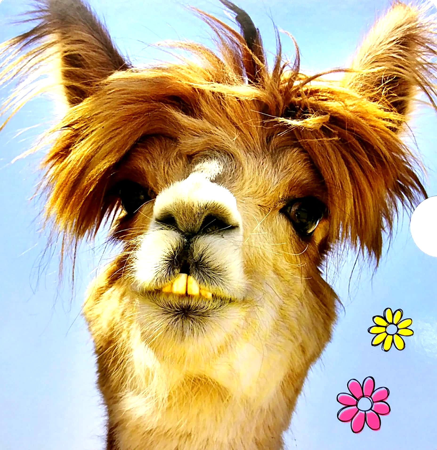 lovey dovey - my best friend is - Ảnh 6