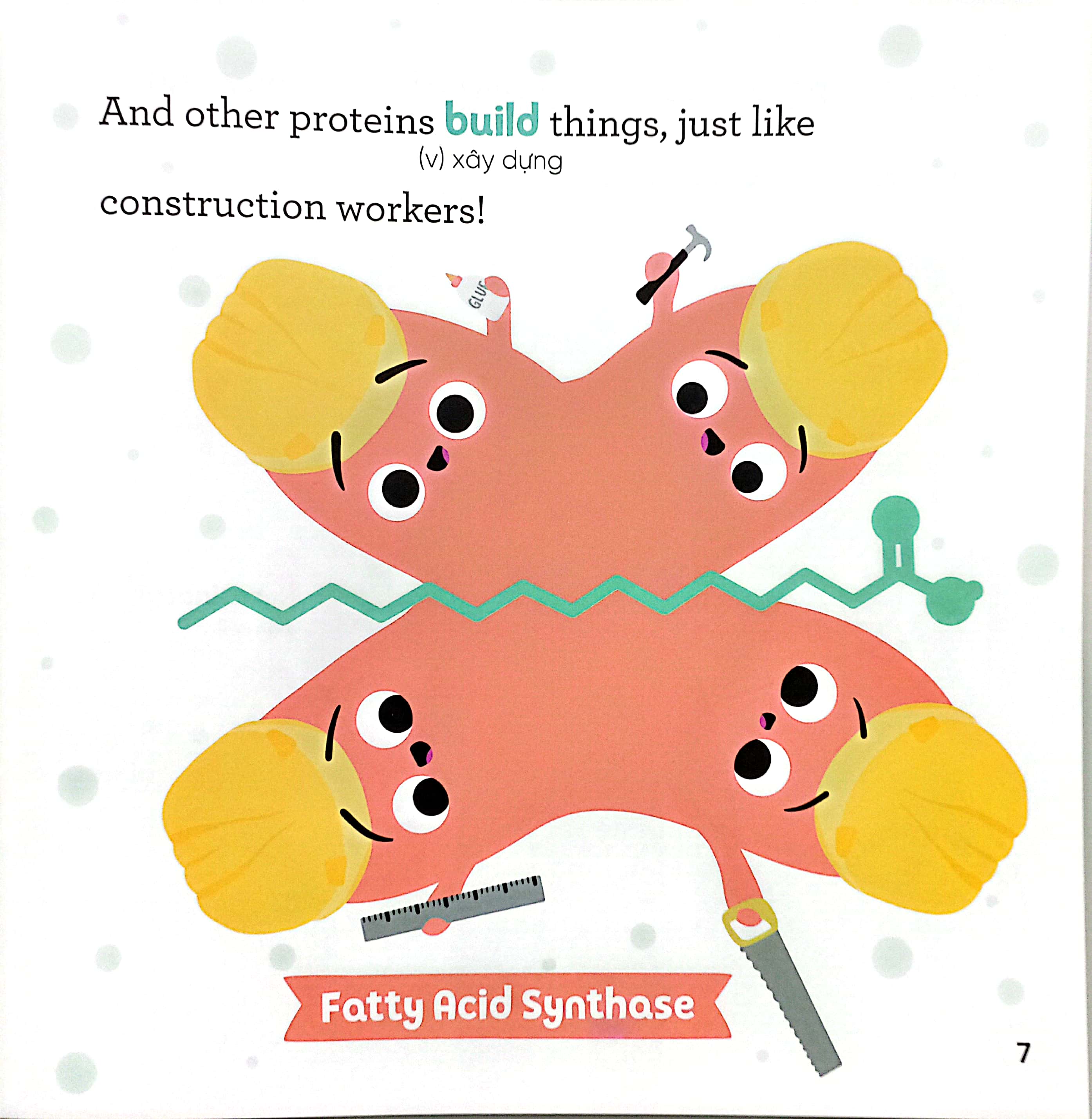 luyện đọc tiếng anh, phát triển từ vựng - nhà sinh hóa tương lai - proteins - những kẻ đa nhiệm tí hon - Ảnh 6