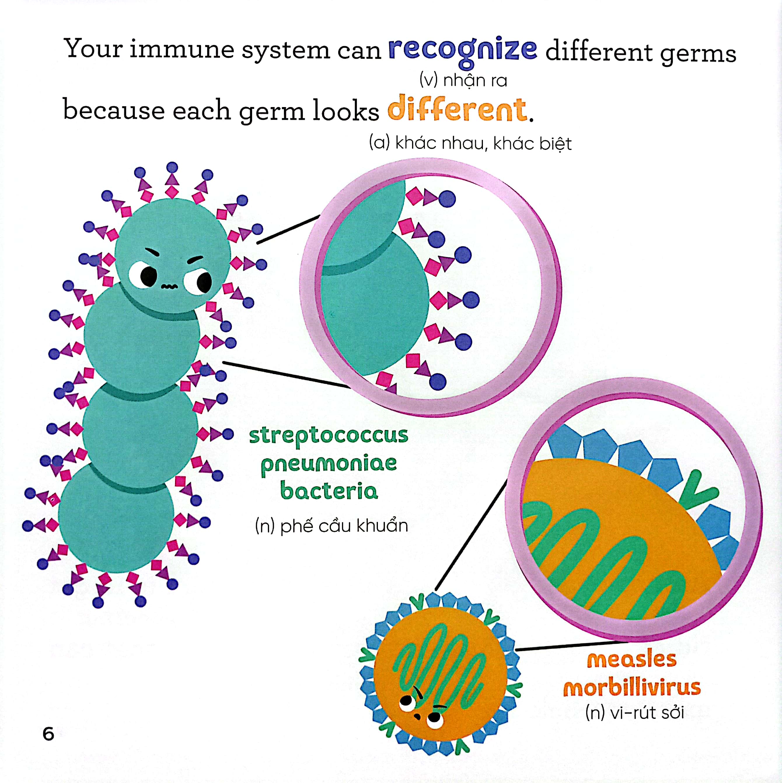 luyện đọc tiếng anh, phát triển từ vựng - nhà sinh hóa tương lai - vaccines - những cộng sự tài ba của hệ miễn dịch - Ảnh 5