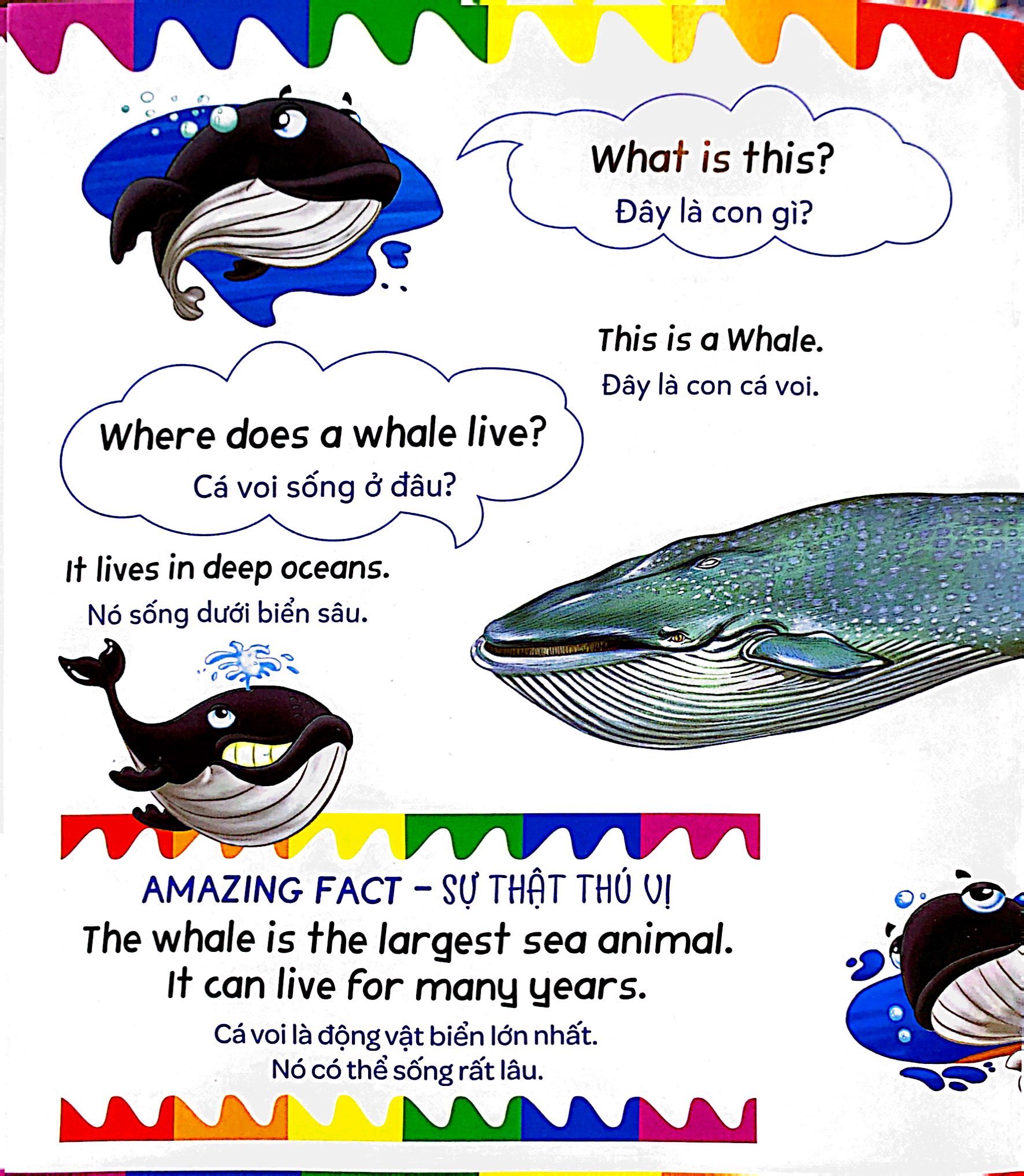 mẹ hỏi bé trả lời - song ngữ anh-việt - ocean - đại dương (dành cho trẻ từ 2-7 tuổi) - Ảnh 5