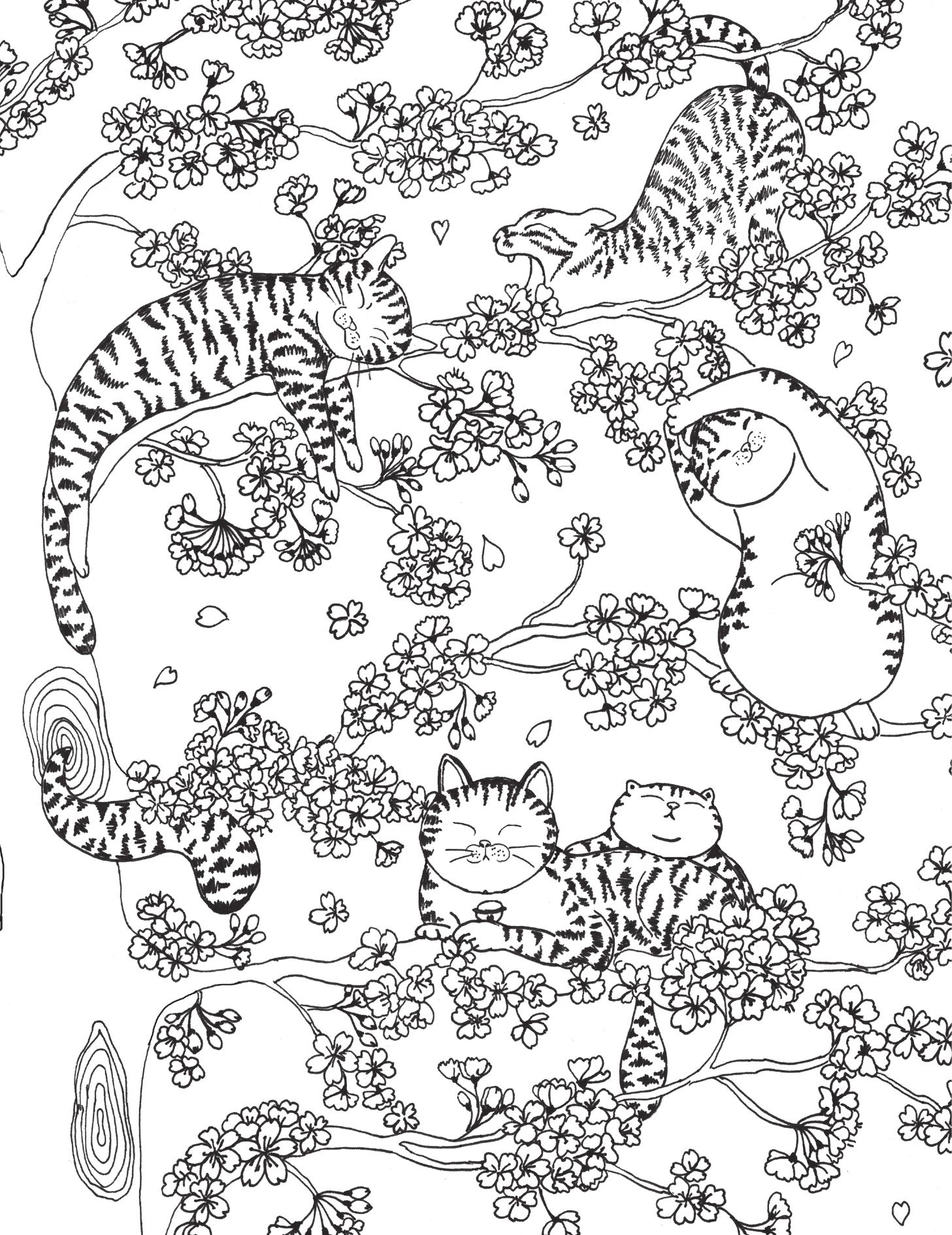 Meo Meo Phơi Nắng - Ảnh 10