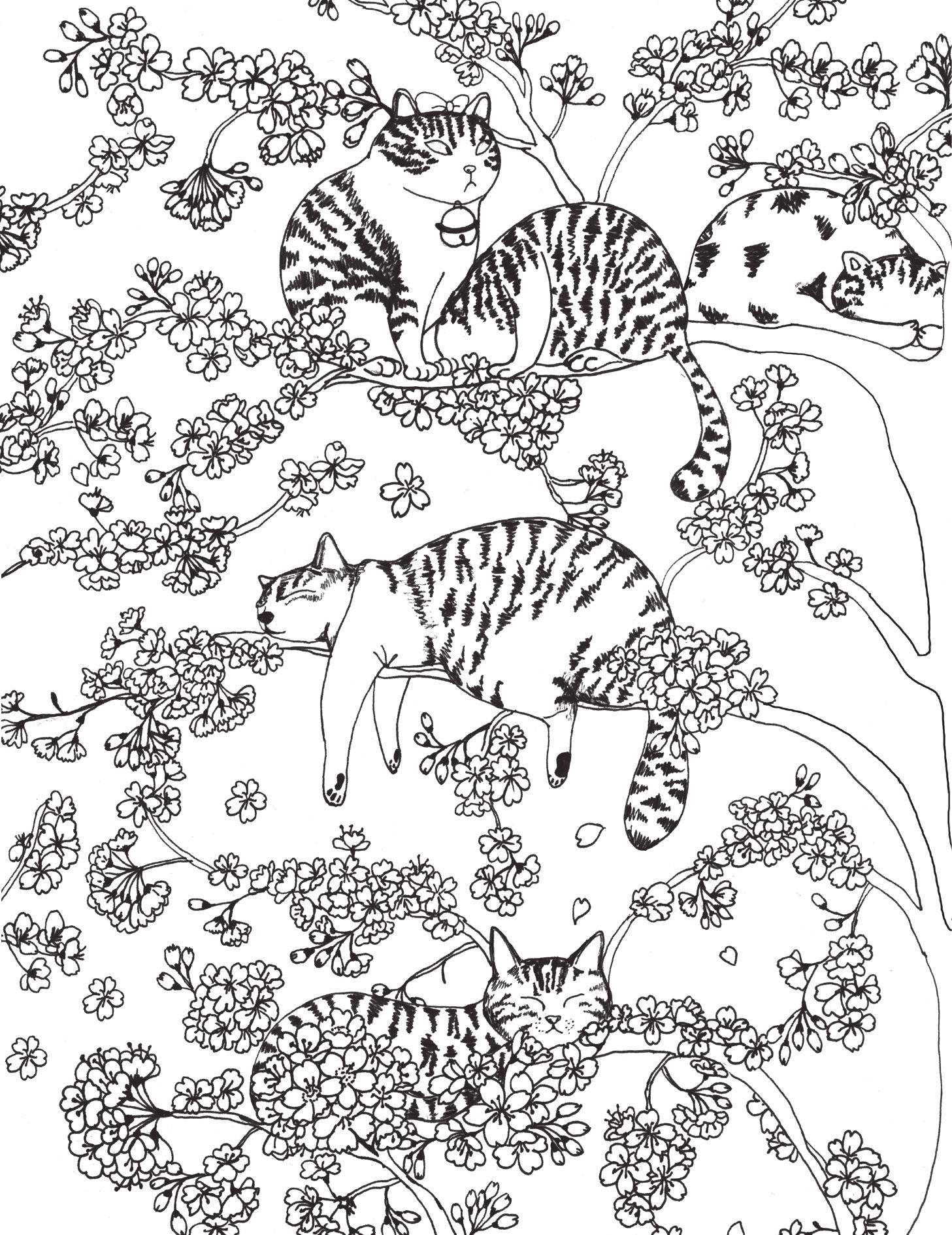 Meo Meo Phơi Nắng - Ảnh 9