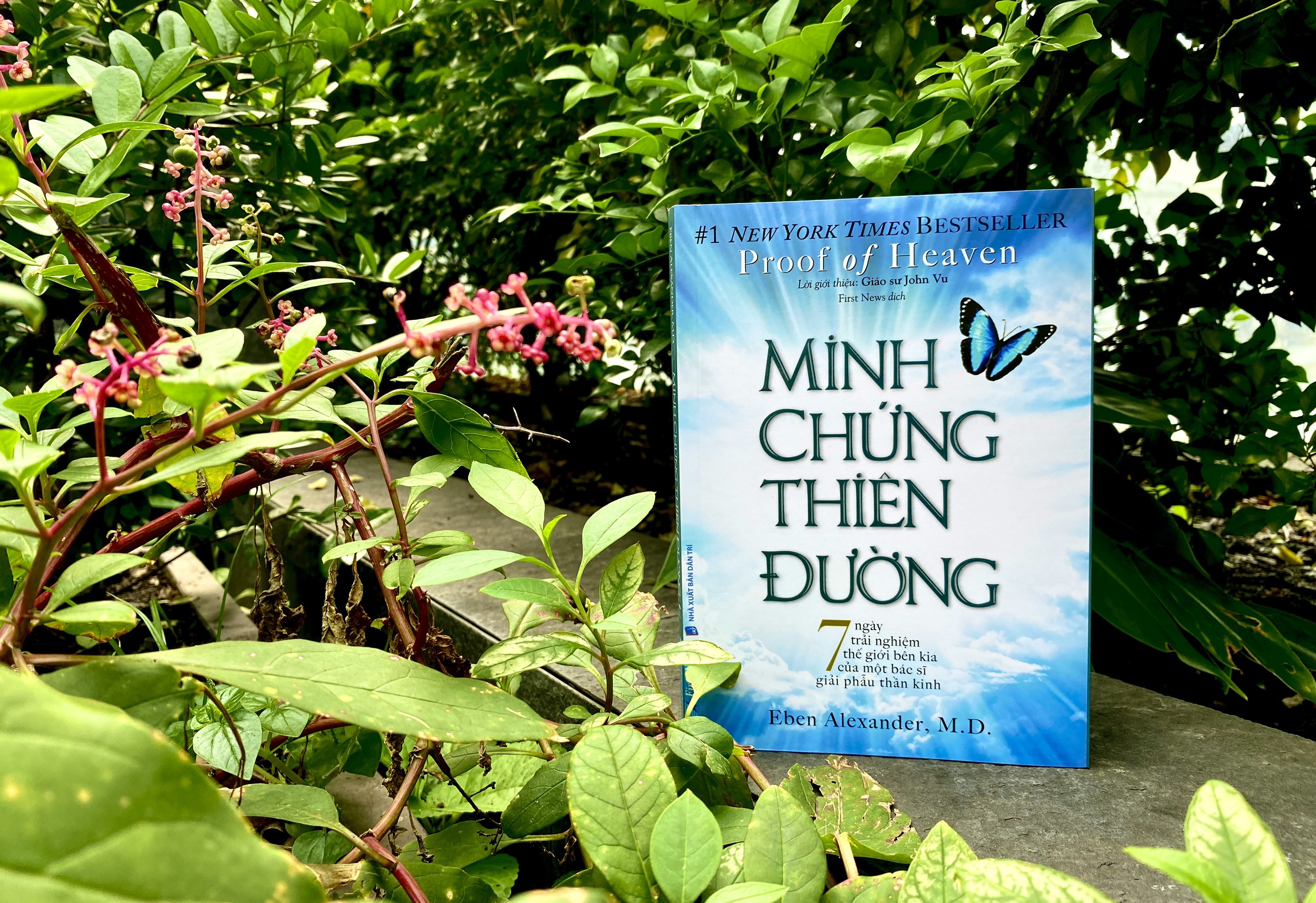 minh chứng thiên đường - Ảnh 14