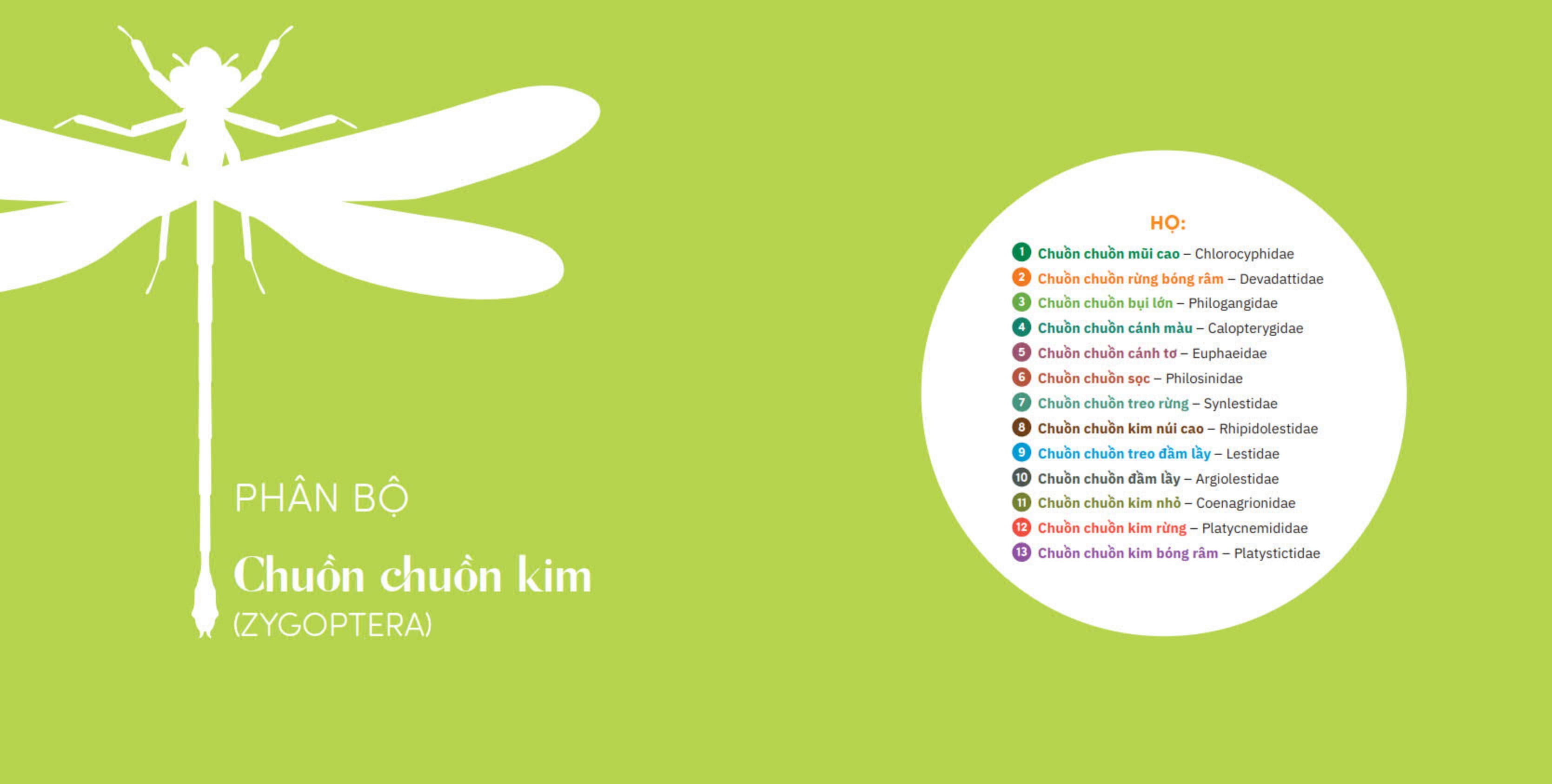 muôn sắc cánh chuồn - 150+ loài chuồn chuồn việt nam - Ảnh 10