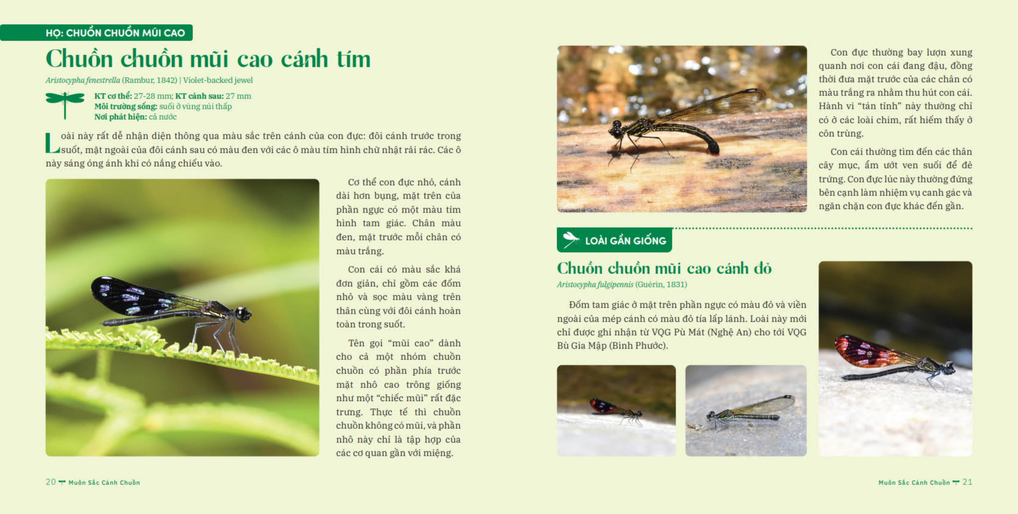 muôn sắc cánh chuồn - 150+ loài chuồn chuồn việt nam - Ảnh 11