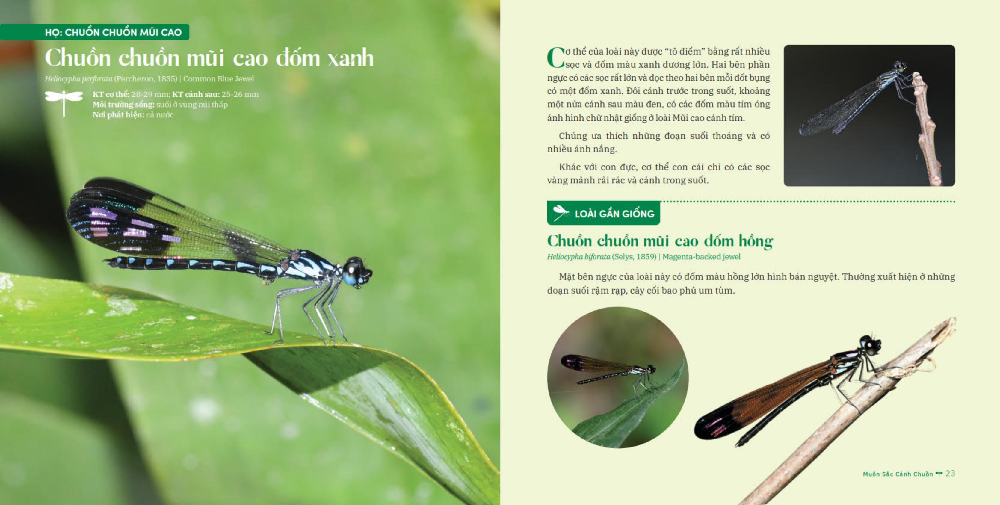 muôn sắc cánh chuồn - 150+ loài chuồn chuồn việt nam - Ảnh 12