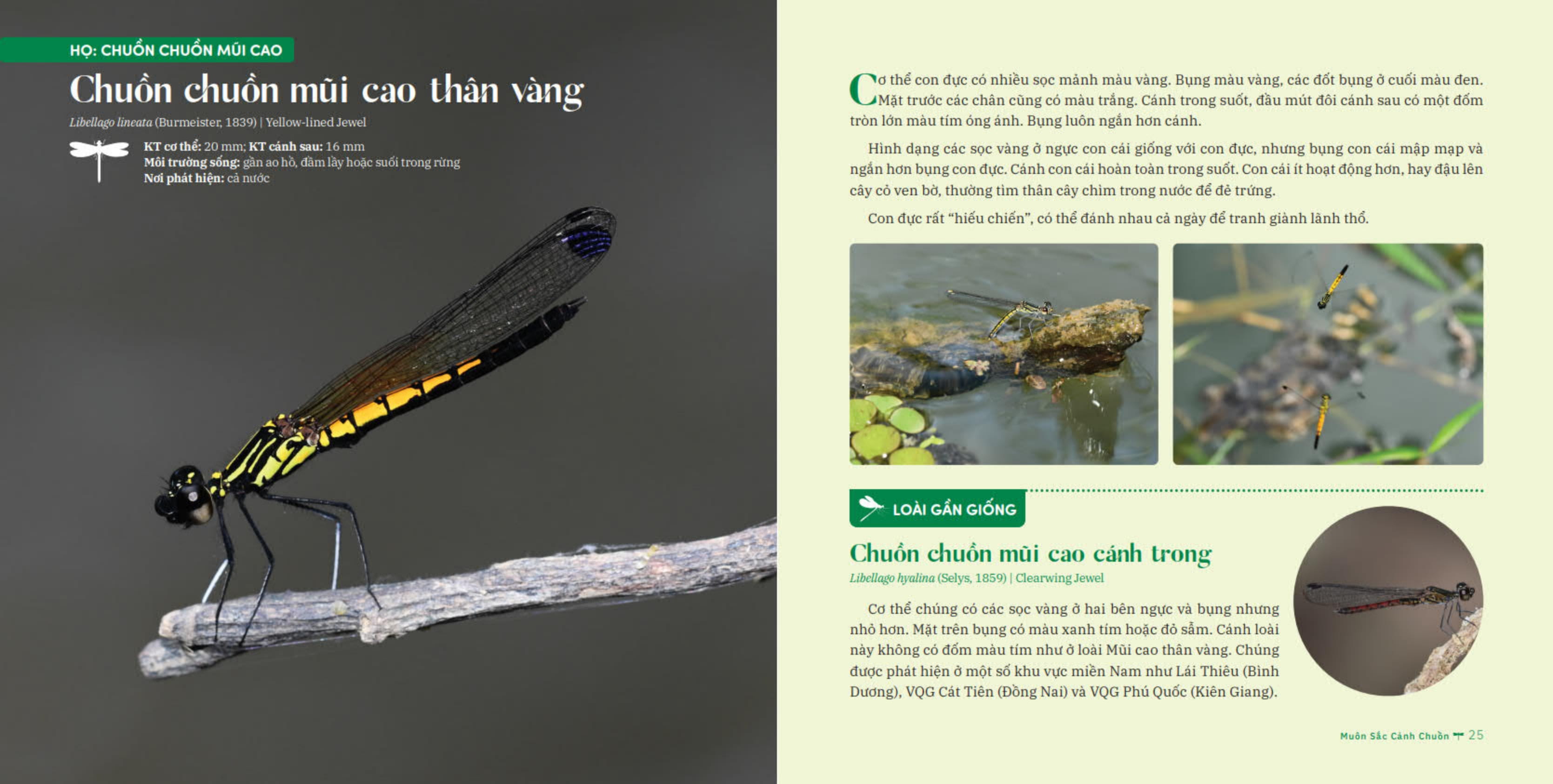 muôn sắc cánh chuồn - 150+ loài chuồn chuồn việt nam - Ảnh 13