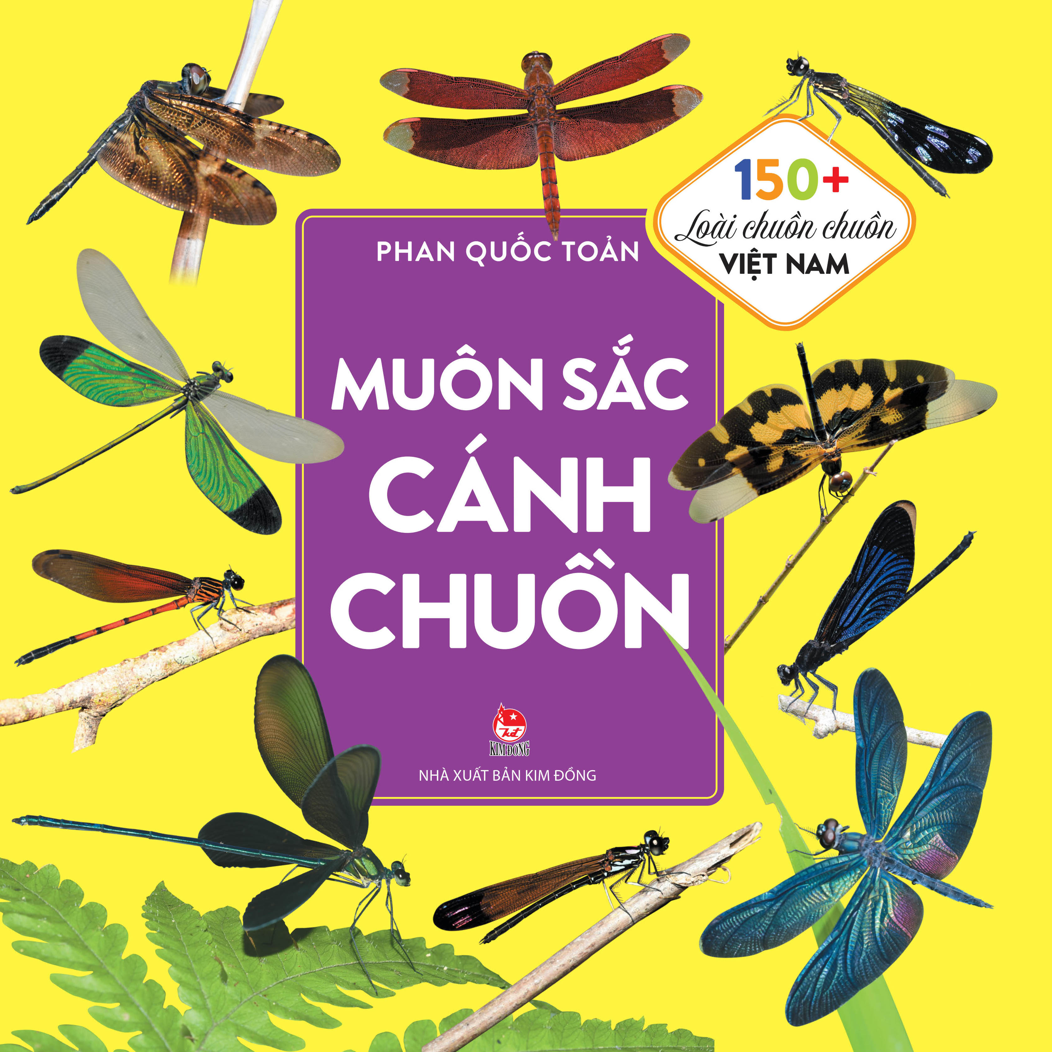 muôn sắc cánh chuồn - 150+ loài chuồn chuồn việt nam - Ảnh 2