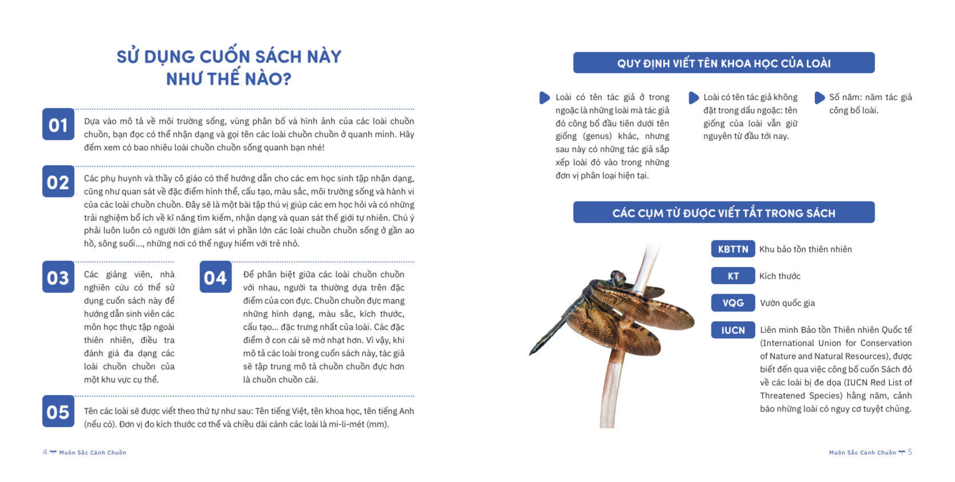 muôn sắc cánh chuồn - 150+ loài chuồn chuồn việt nam - Ảnh 3