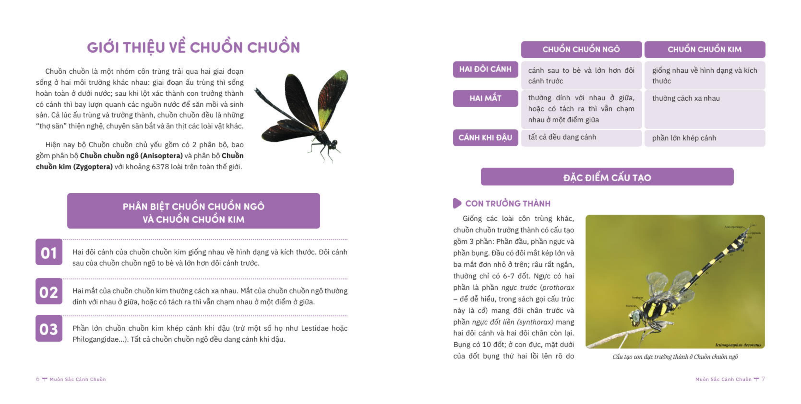 muôn sắc cánh chuồn - 150+ loài chuồn chuồn việt nam - Ảnh 4