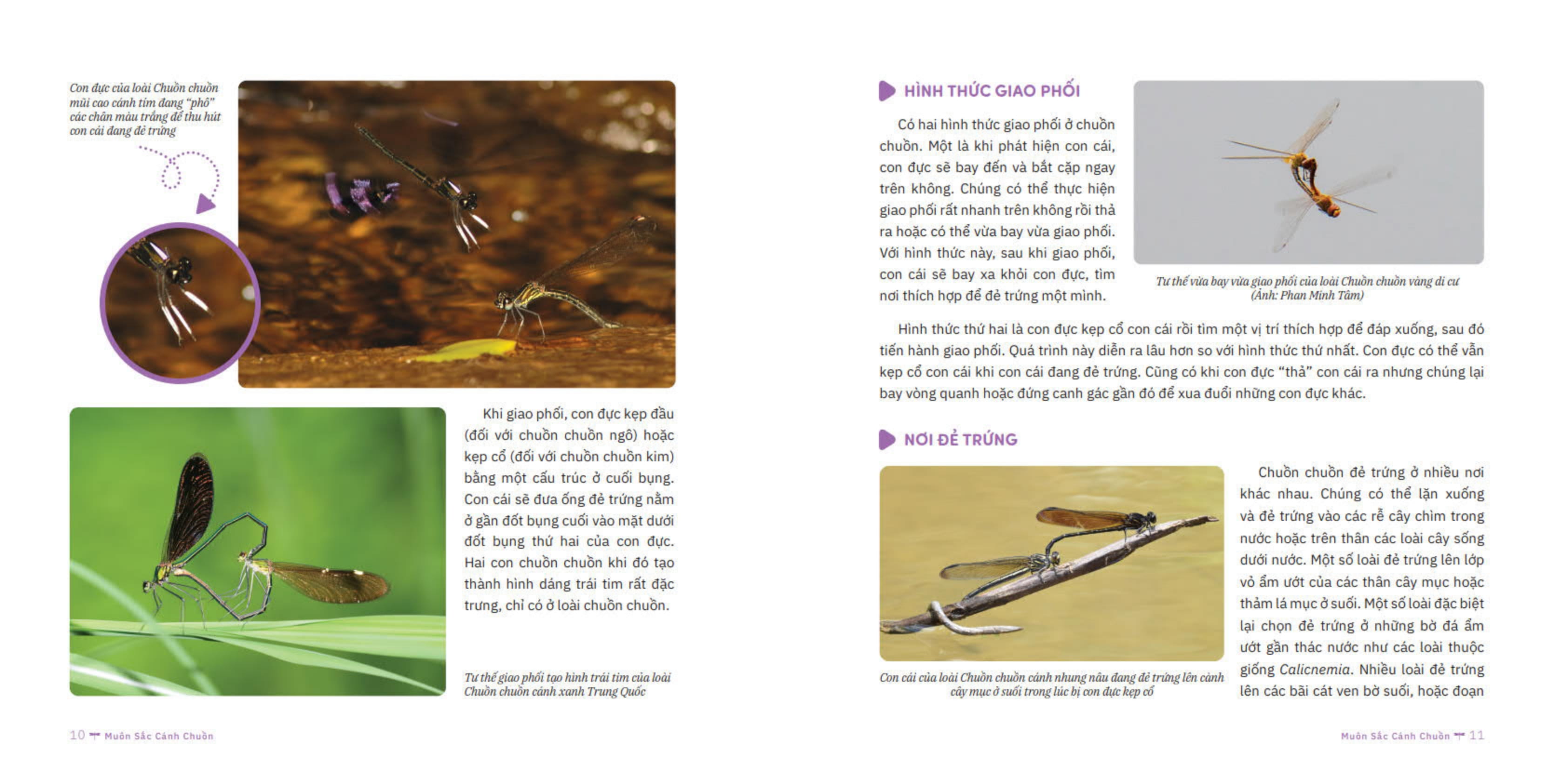 muôn sắc cánh chuồn - 150+ loài chuồn chuồn việt nam - Ảnh 6