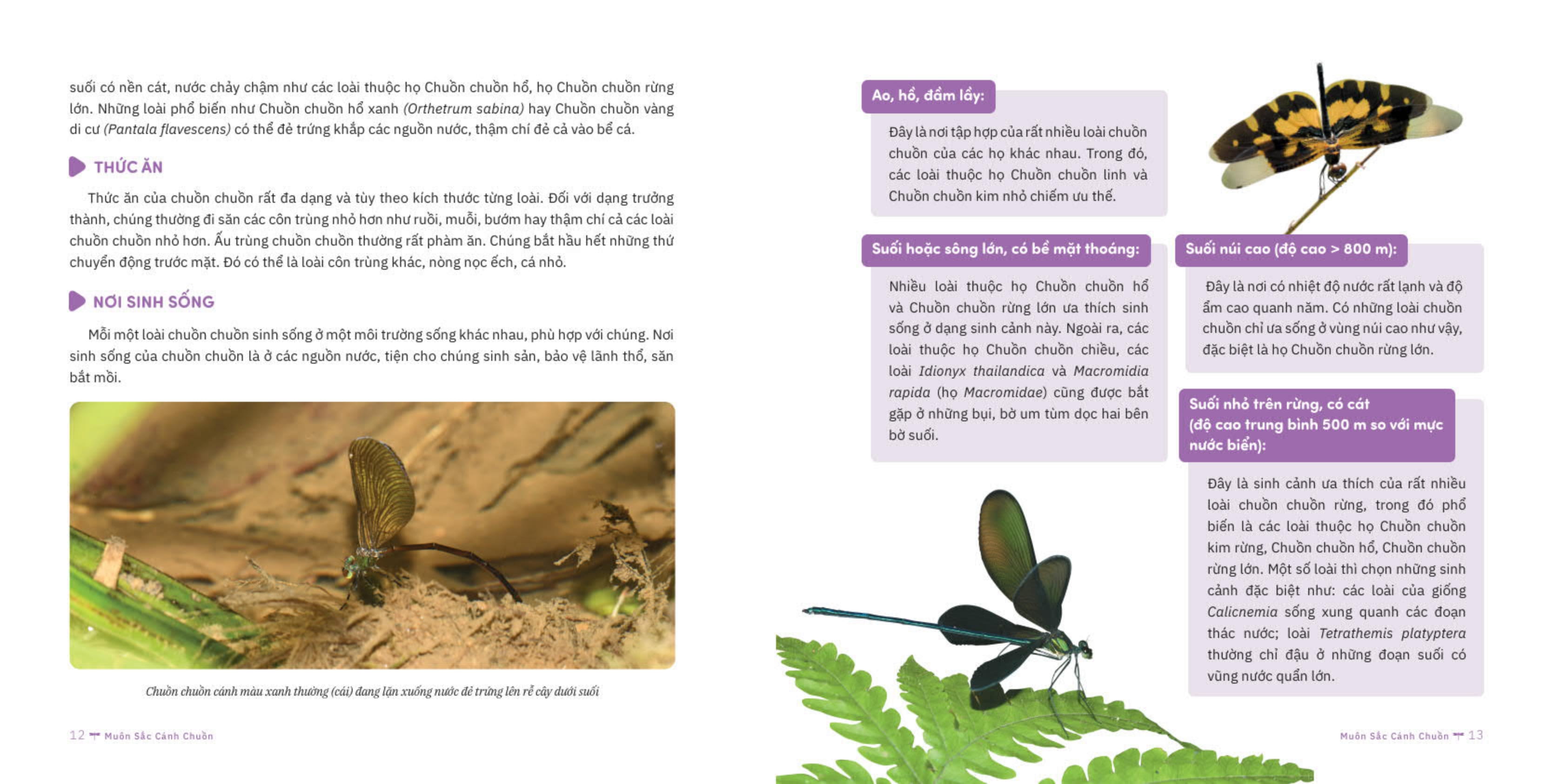 muôn sắc cánh chuồn - 150+ loài chuồn chuồn việt nam - Ảnh 7