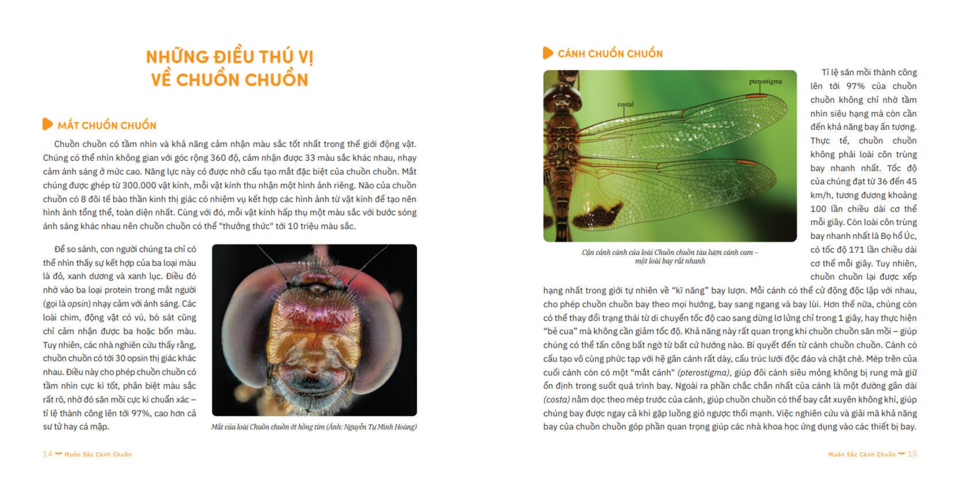 muôn sắc cánh chuồn - 150+ loài chuồn chuồn việt nam - Ảnh 8