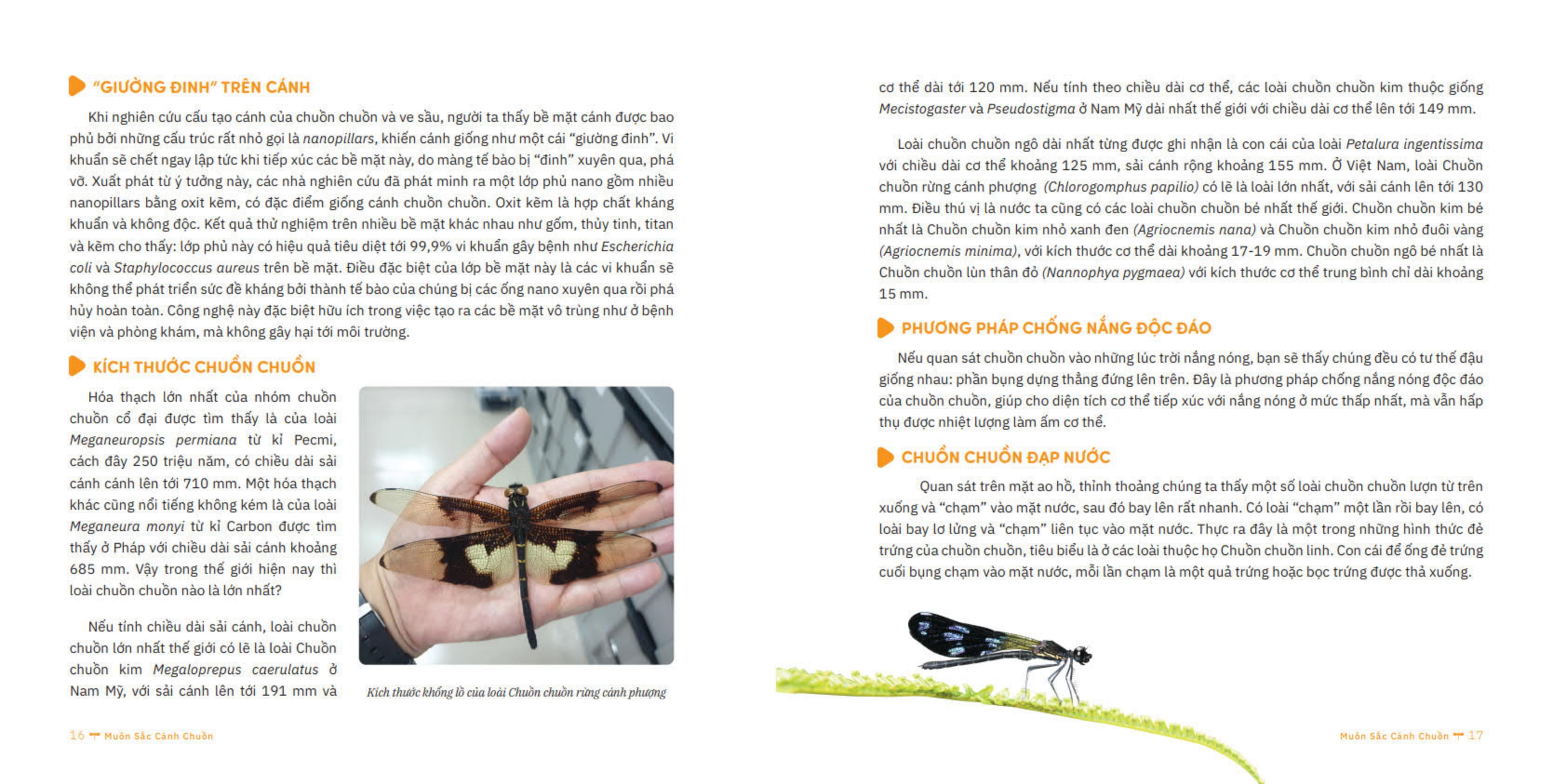 muôn sắc cánh chuồn - 150+ loài chuồn chuồn việt nam - Ảnh 9