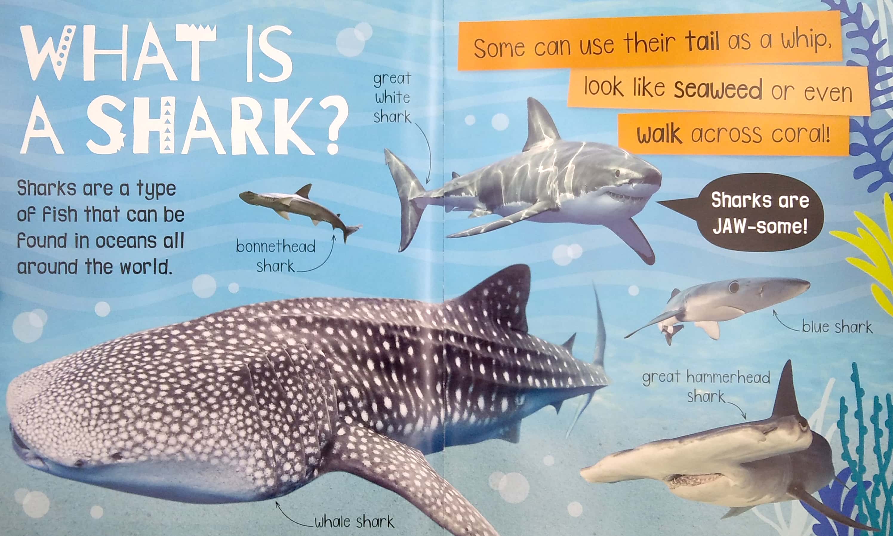 my awesome sharks book - Ảnh 3