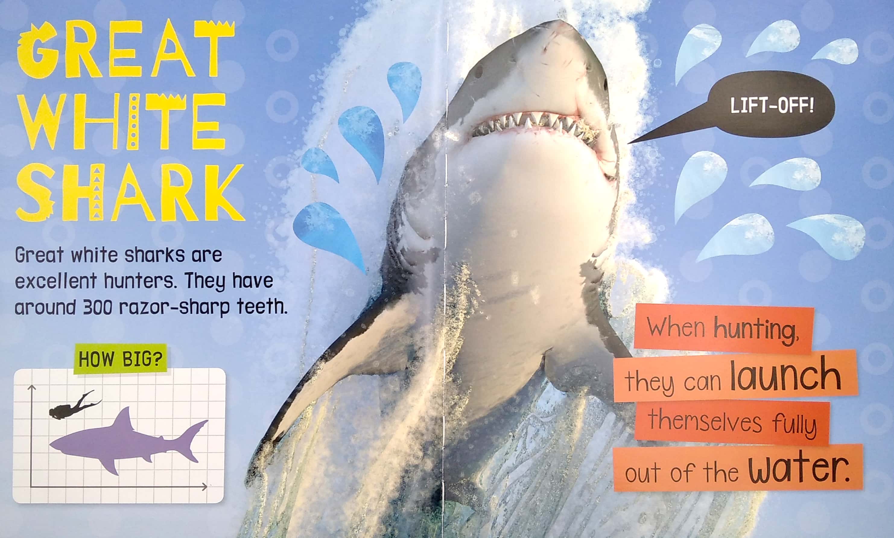 my awesome sharks book - Ảnh 4